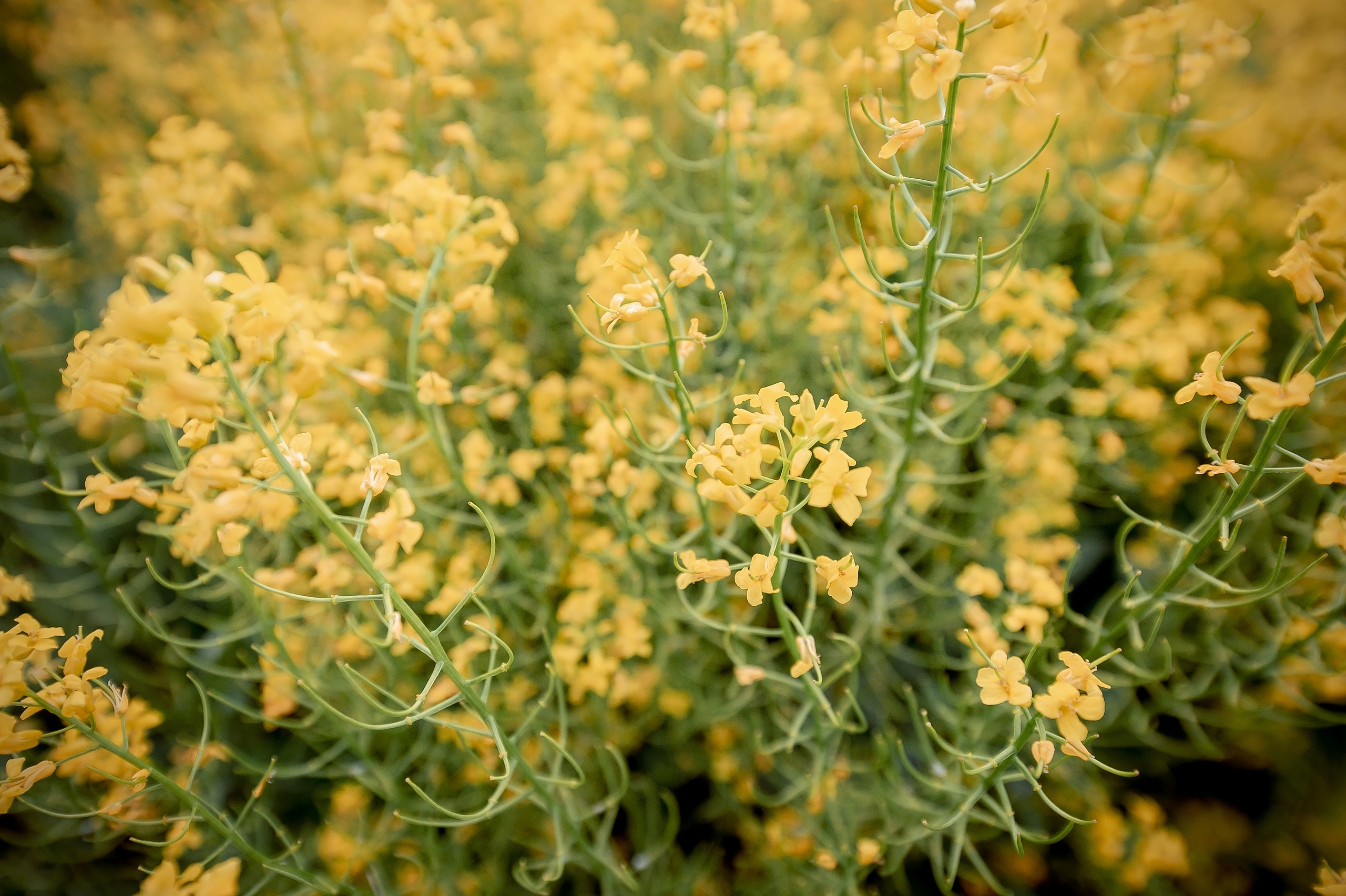 Надя, МО, Лосино-Петровский. Свадебный и семейный фотограф Виктория Носачёва. Щелково, Москва и МО