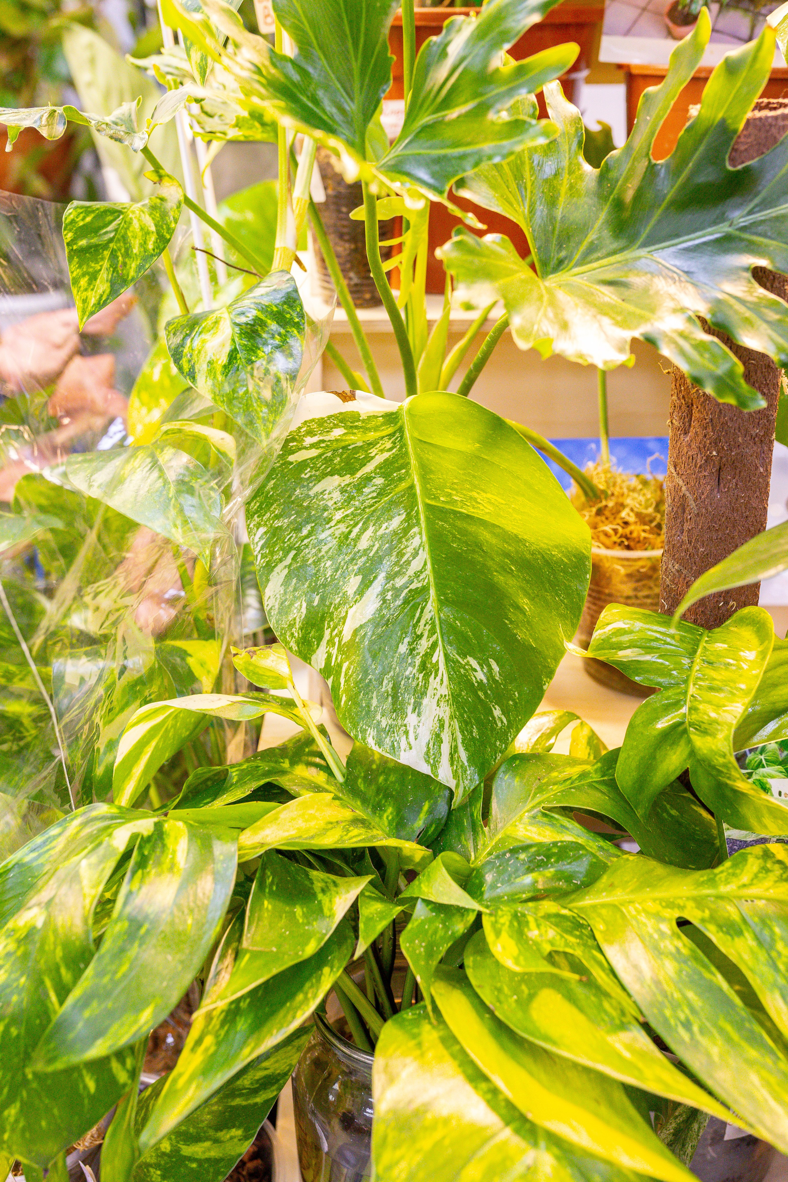 Монстериум 11–12 октября. Александра Куликова фотограф, Москва