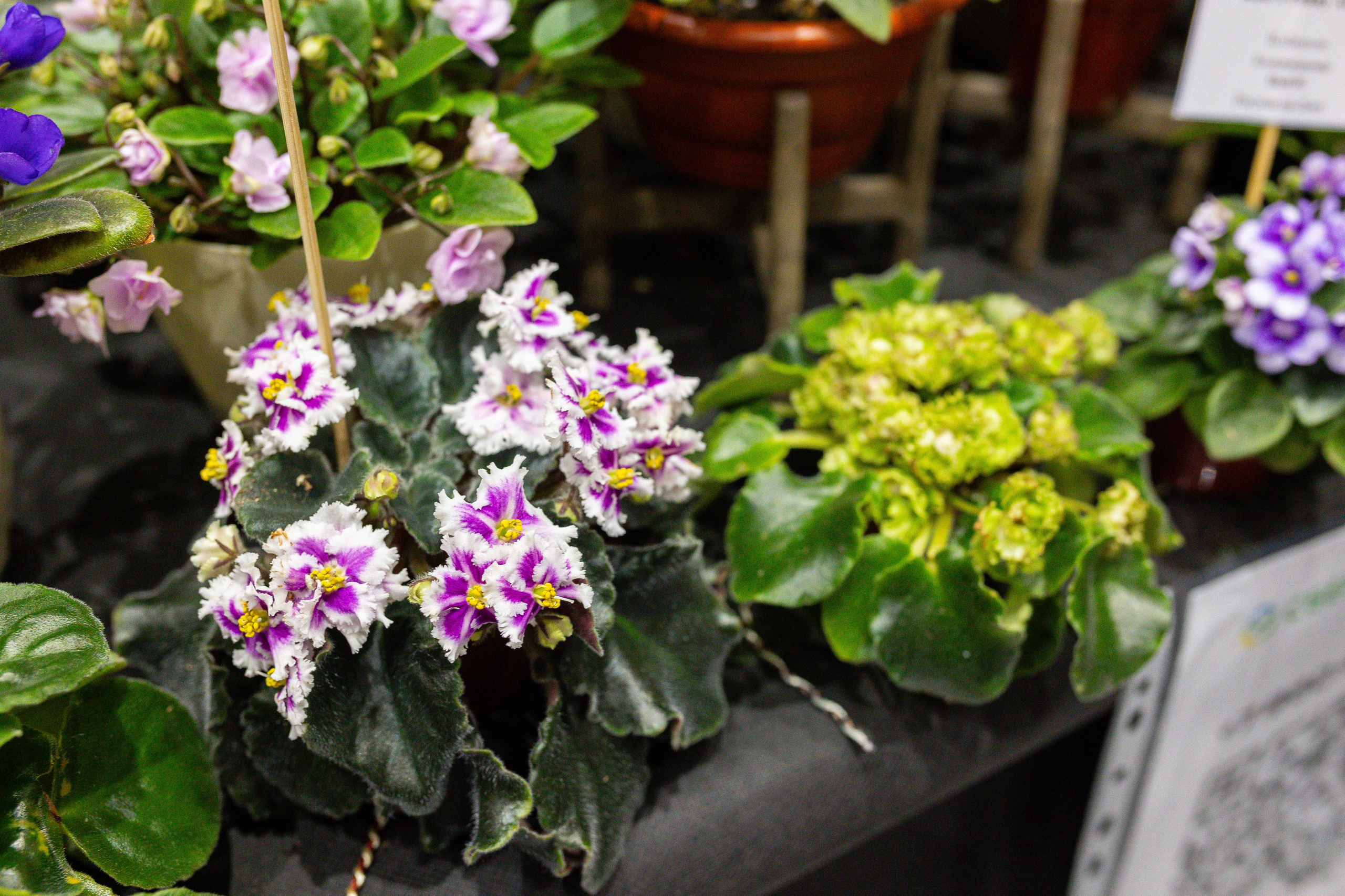 Монстериум 11–12 октября. Александра Куликова фотограф, Москва