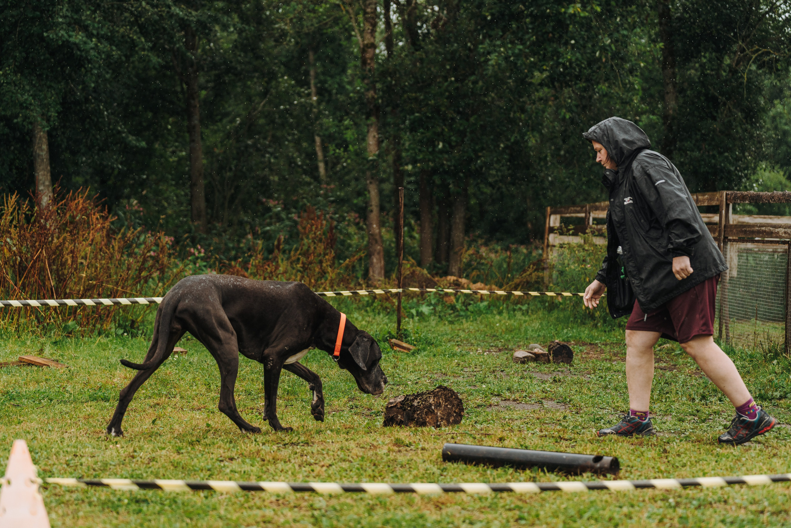 Соревнования по ноузворку в Новожилово. Фотограф анималист в Спб недорого Олеся Майорова