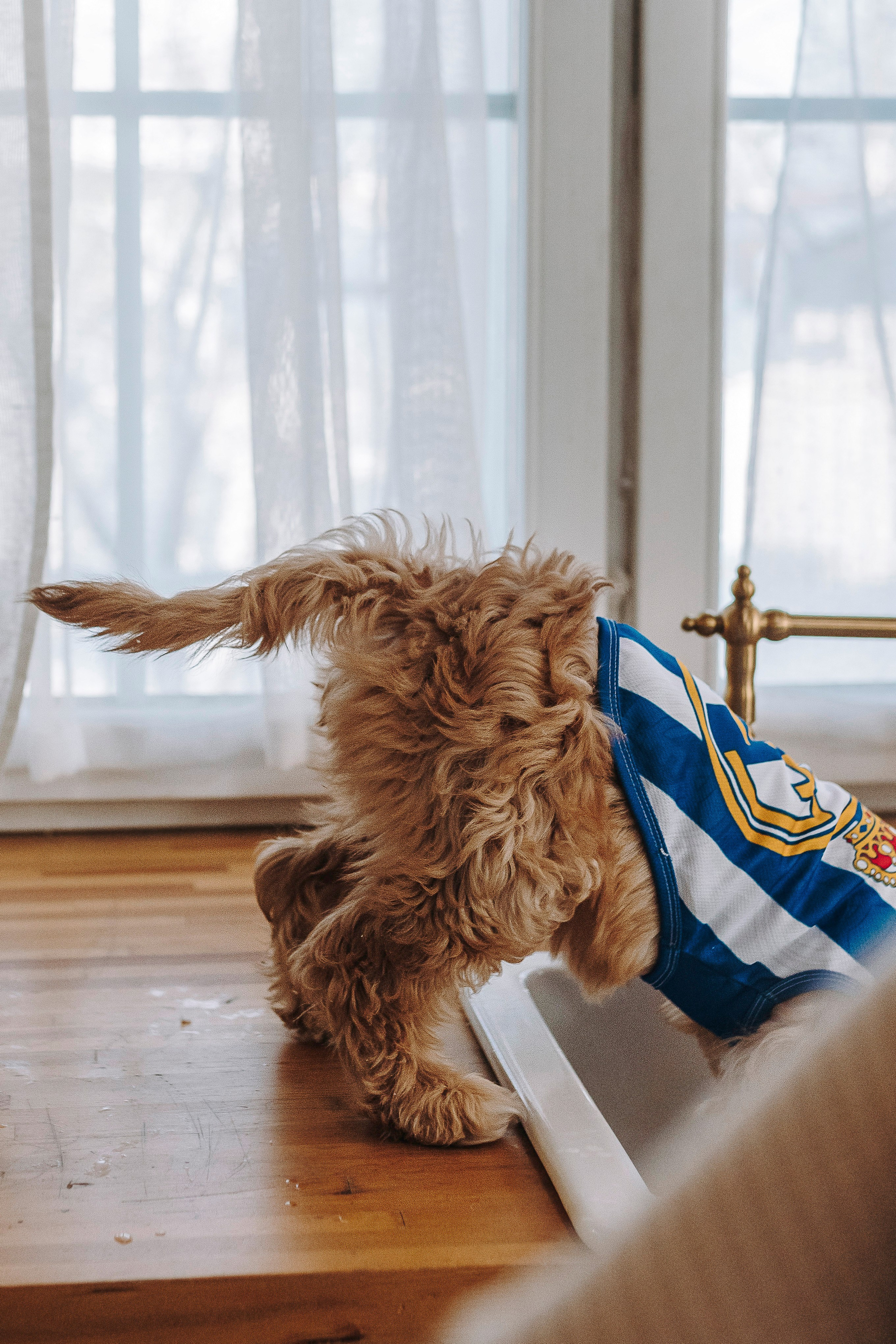 Мёрфи, Таня и Антон. Фотограф анималист в Спб недорого Олеся Майорова