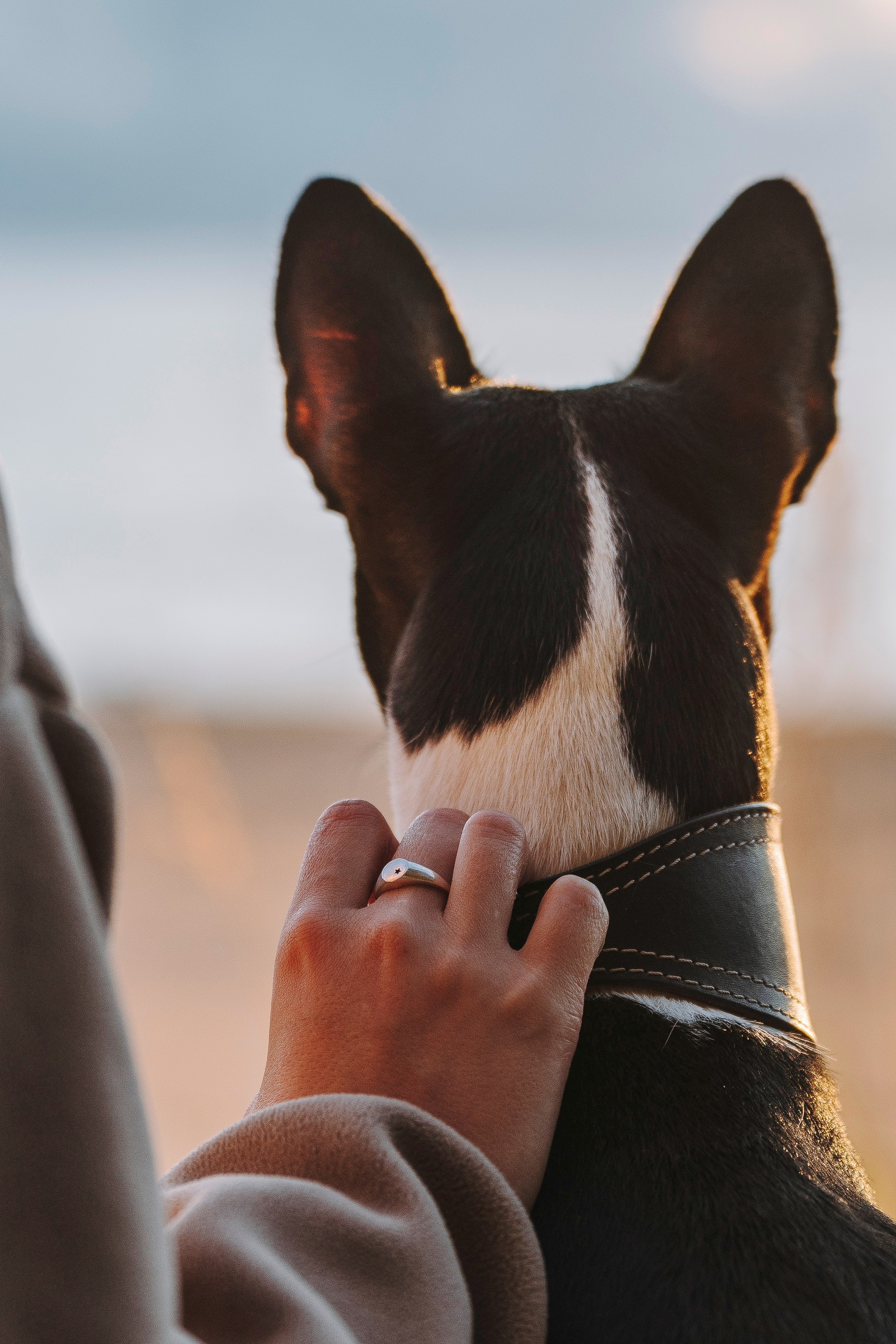 Екатерина и Дива. Фотограф анималист в Спб недорого Олеся Майорова