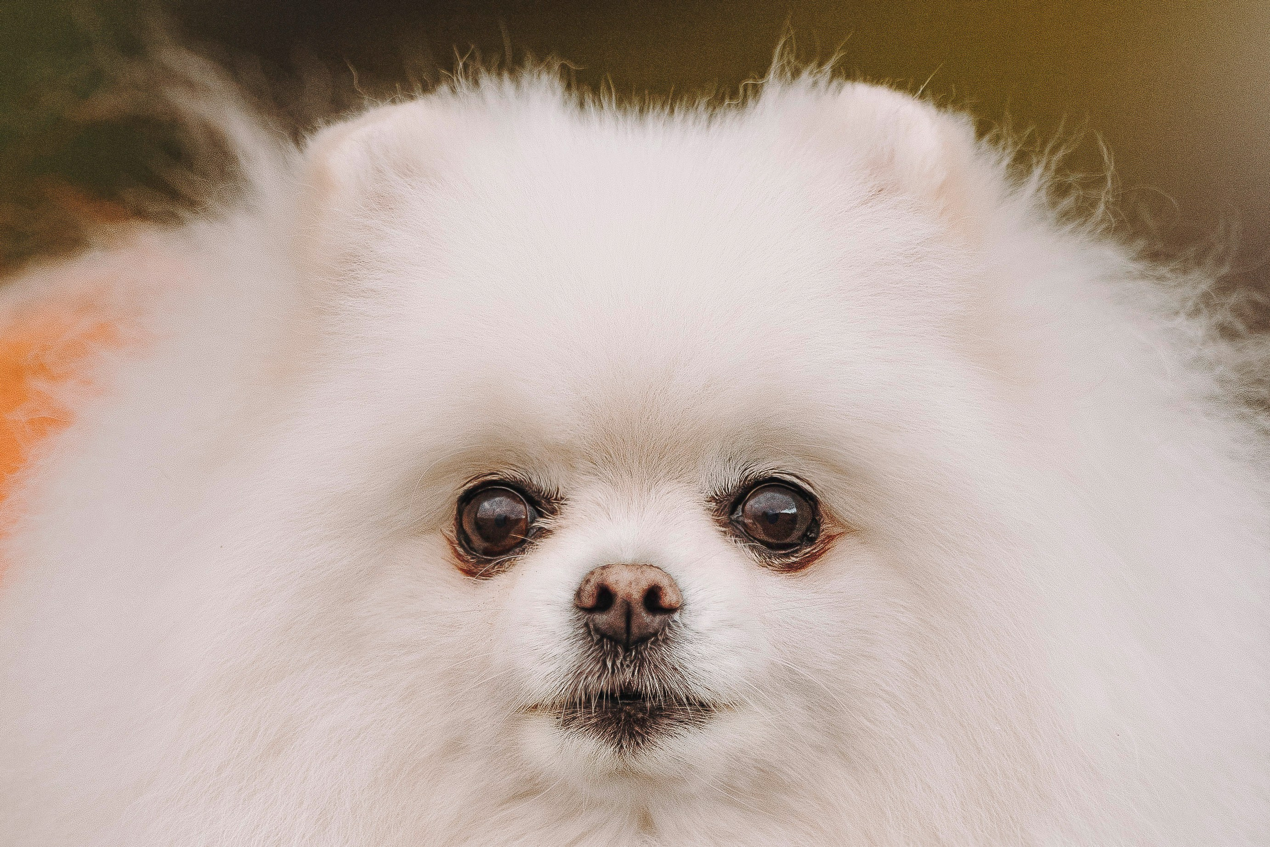 Фотосессия с померанским шпицем. Фотограф анималист в Спб недорого Олеся Майорова