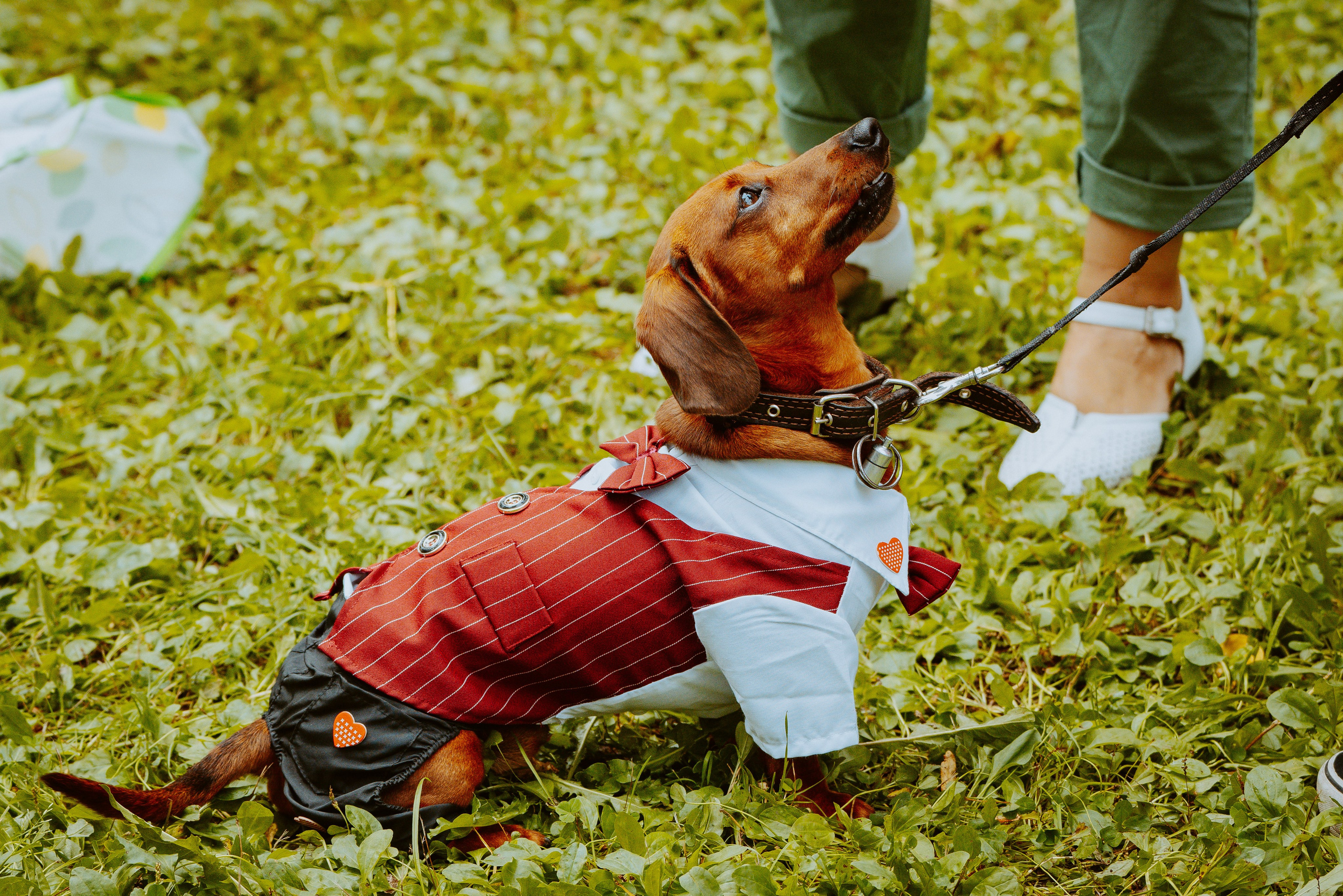 Такспарад. Фотограф анималист в Спб недорого Олеся Майорова