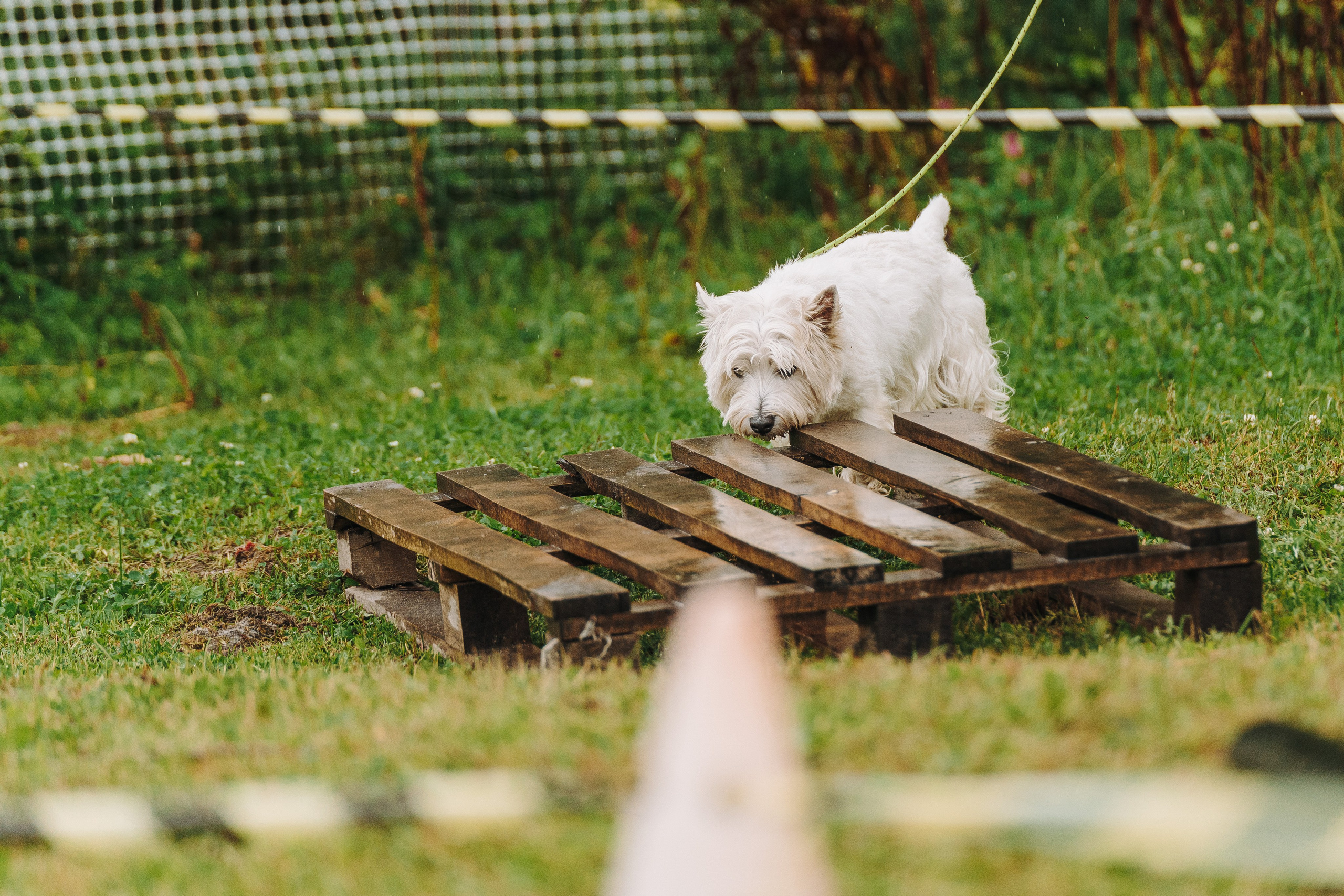 Соревнования по ноузворку в Новожилово. Фотограф анималист в Спб недорого Олеся Майорова