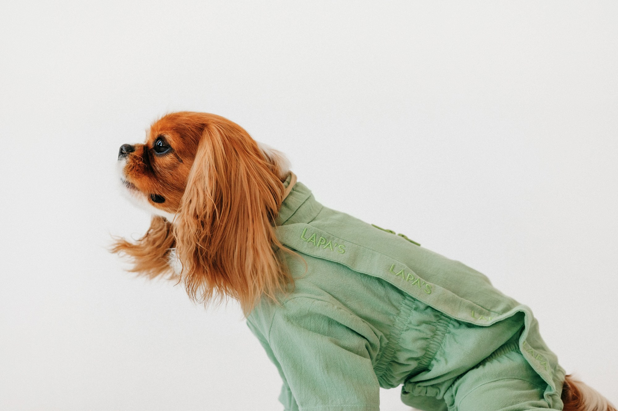 Одежда Lapa`s brand. Фотограф-анималист Елена Радченко, Москва