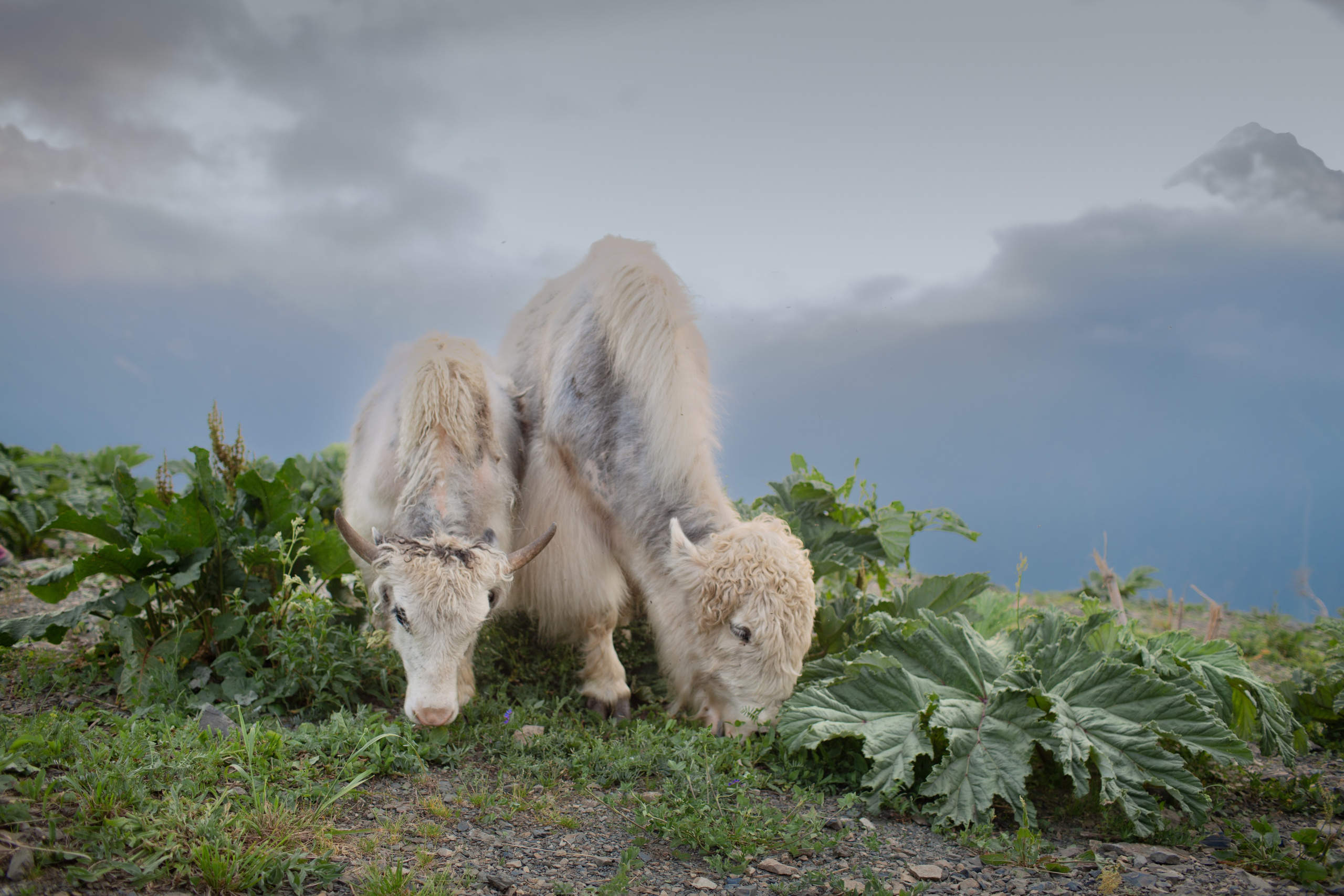 Яки на вершинах Домбая