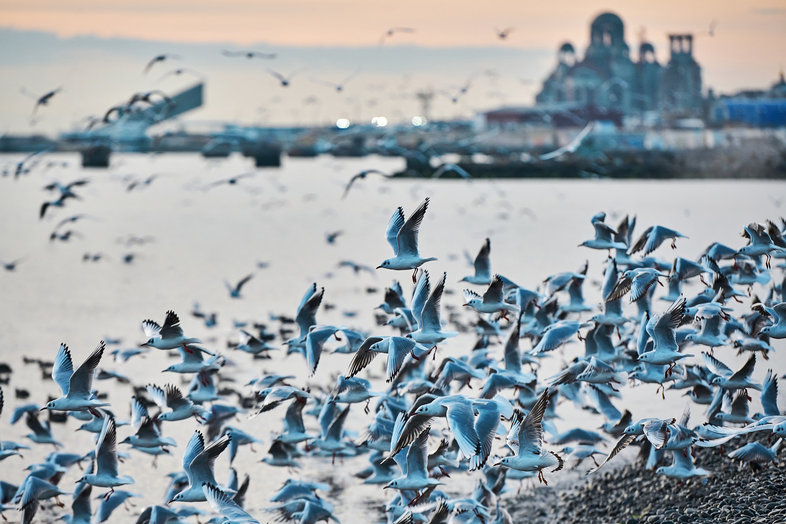 Фотографии животных. Яркие фото на Чёрном море