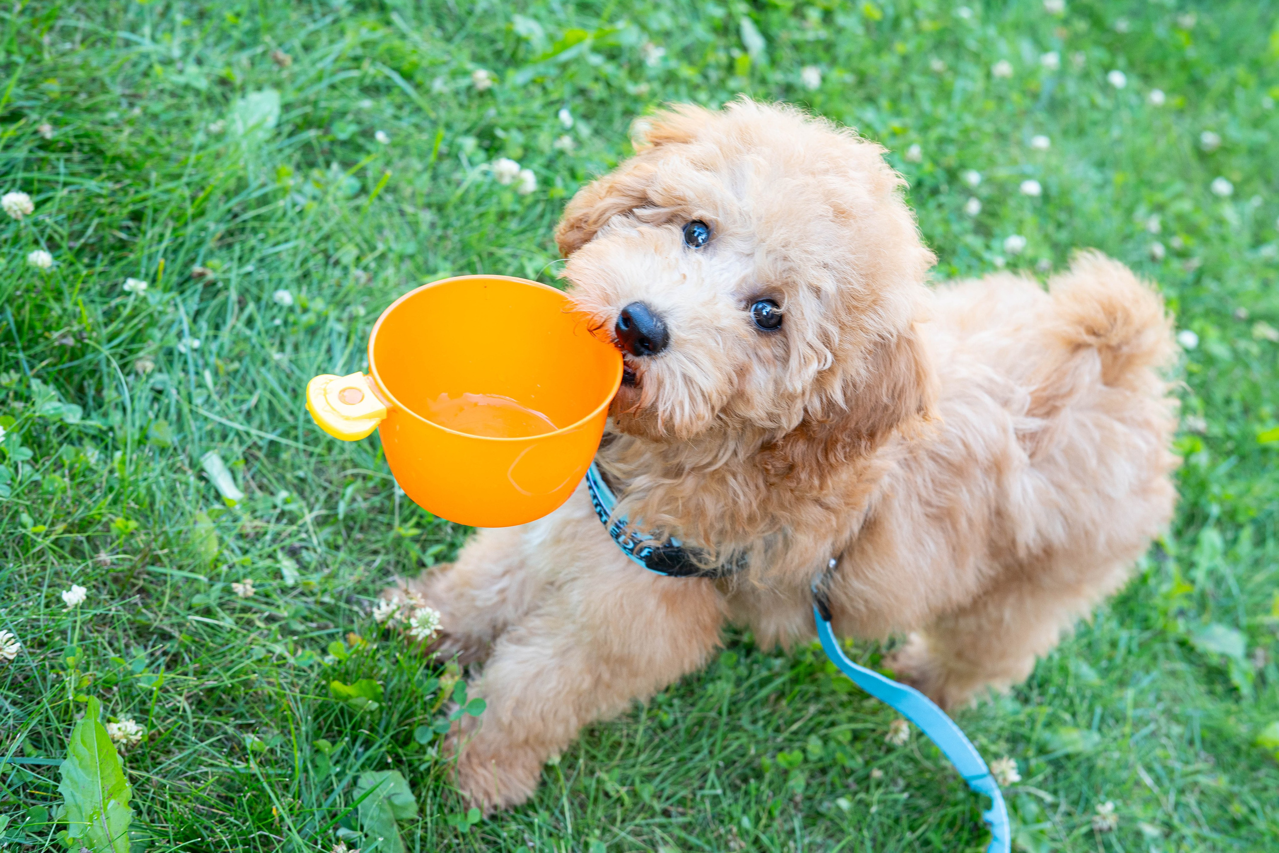 Прогулочная фотосессия Новосибирск Краснообск Love-story  фотосессия Новосибирск Краснообск
