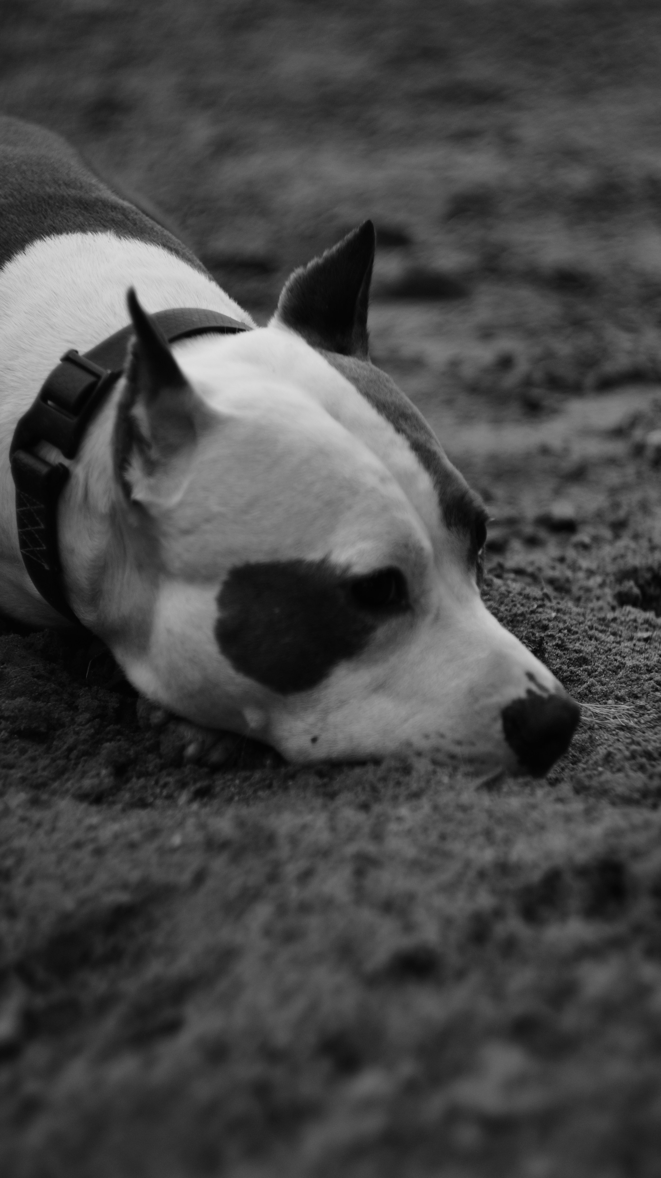Луна. Профессиональный фотограф