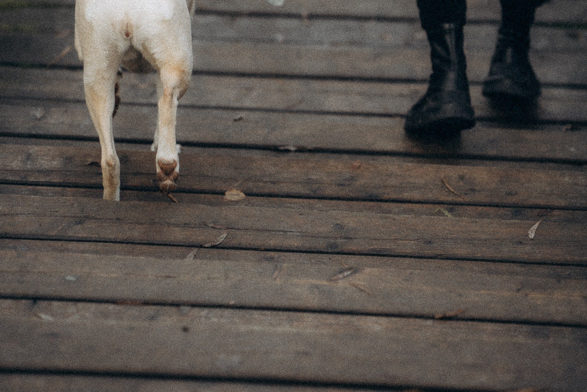 Туся. Фотограф анималист в Москве и Санкт-Петербурге Свиридова Анна