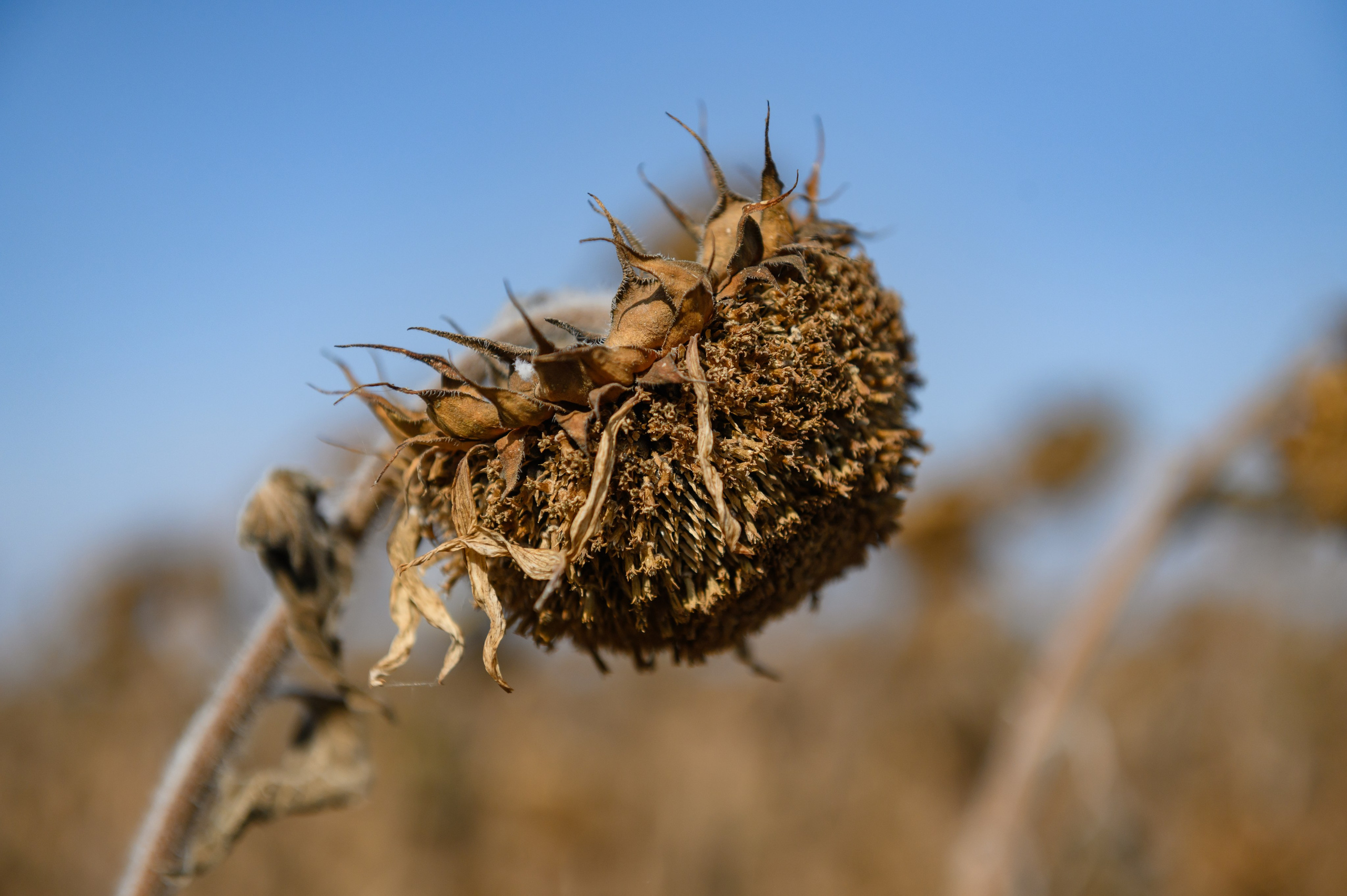Проекты. Профессиональный фотограф Вячеслав Плацында | Липецк |