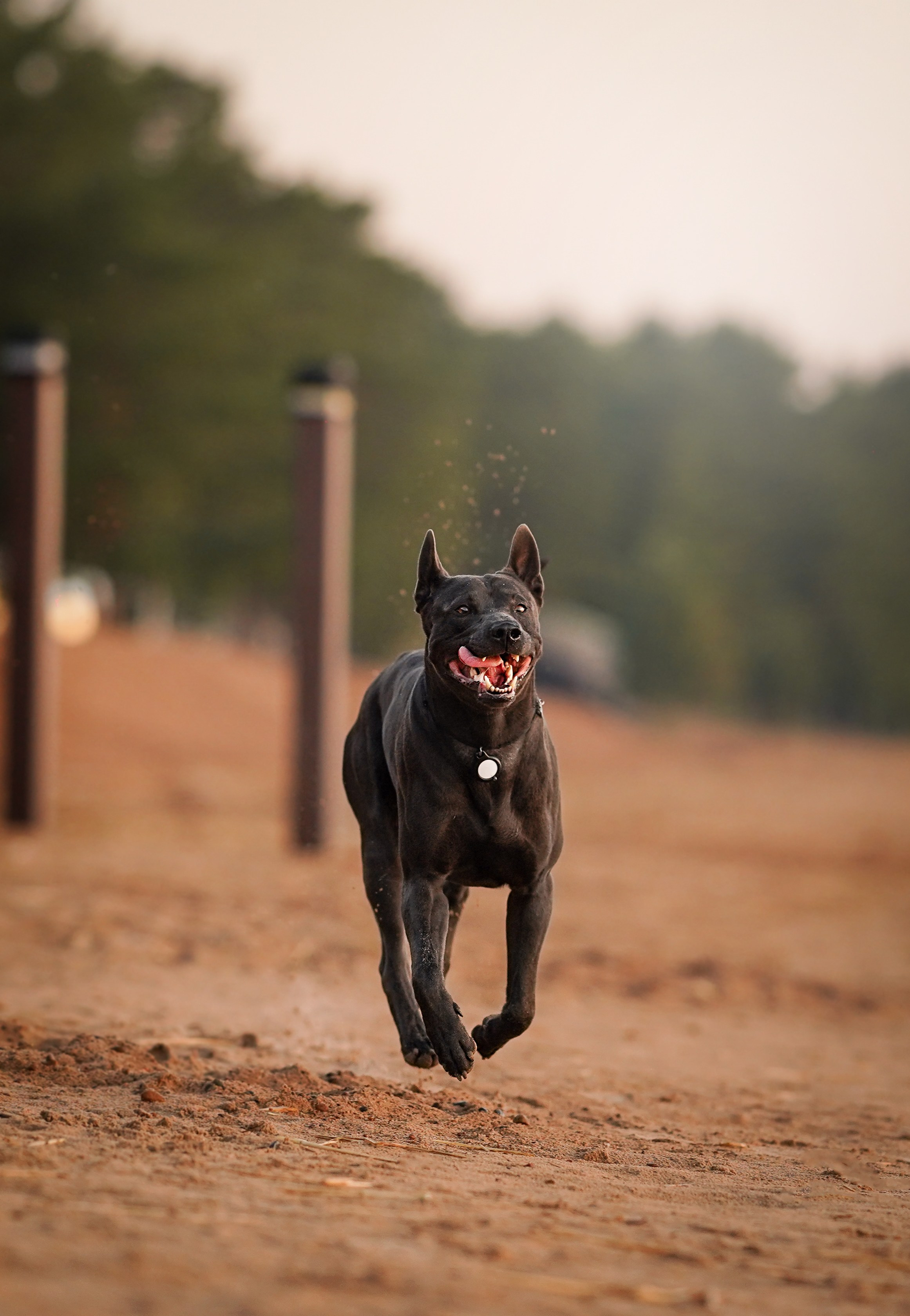 Вероника и Адам. Фотограф-анималист в Санкт-Петербурге Яна Мартынова