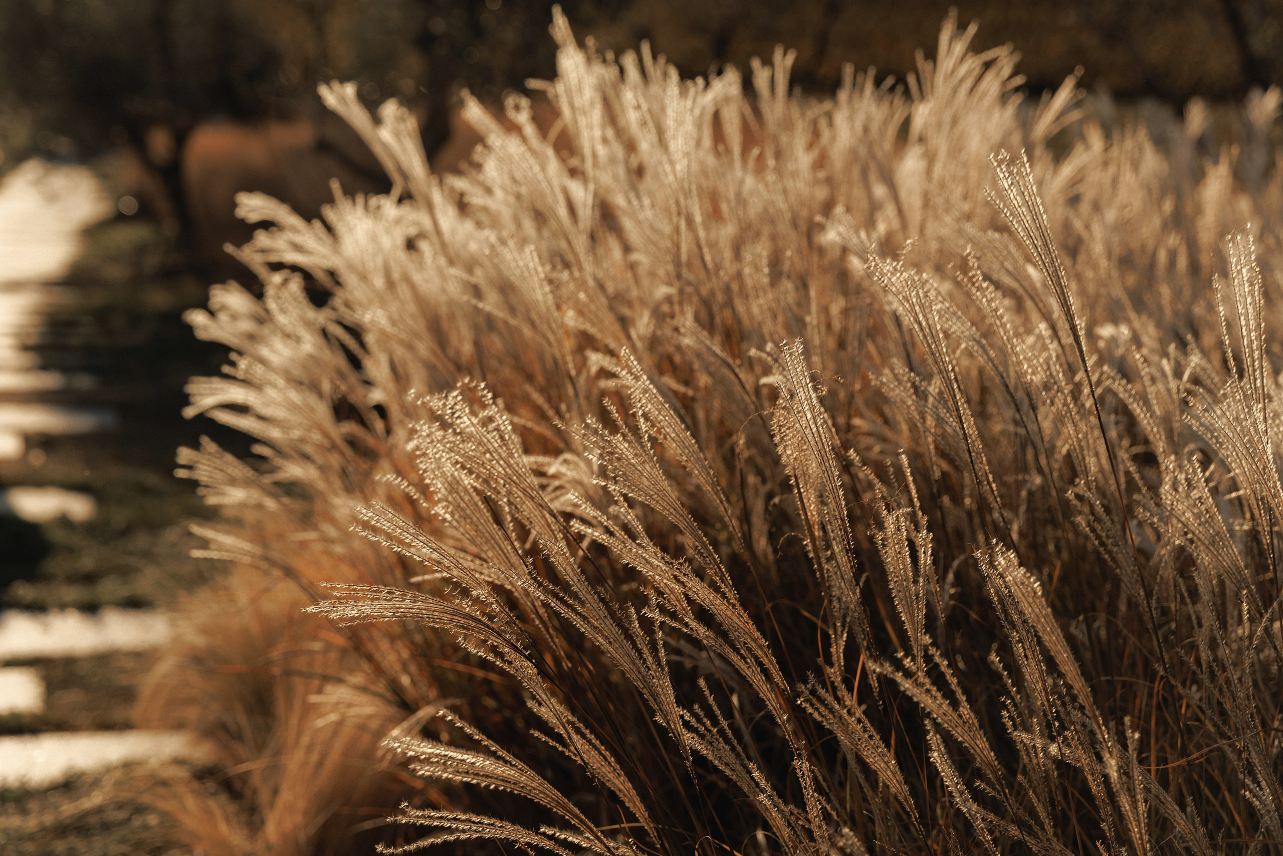 Olya & Dima. Свадебный фотограф в Севастополе и Крыму| Tanya Sher