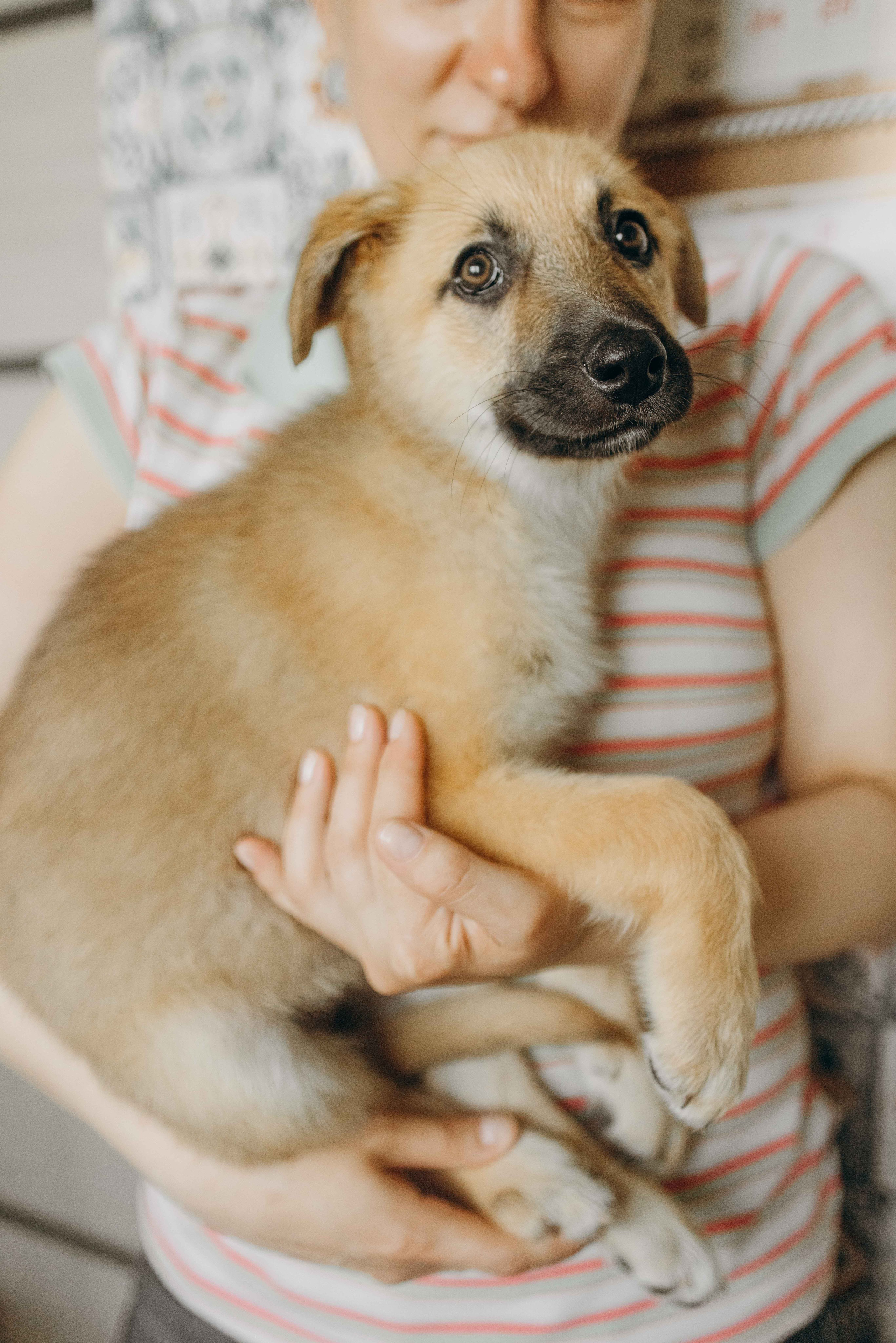 Щеночки на кухне. Фотограф-анималист в Москве Лера Черноног