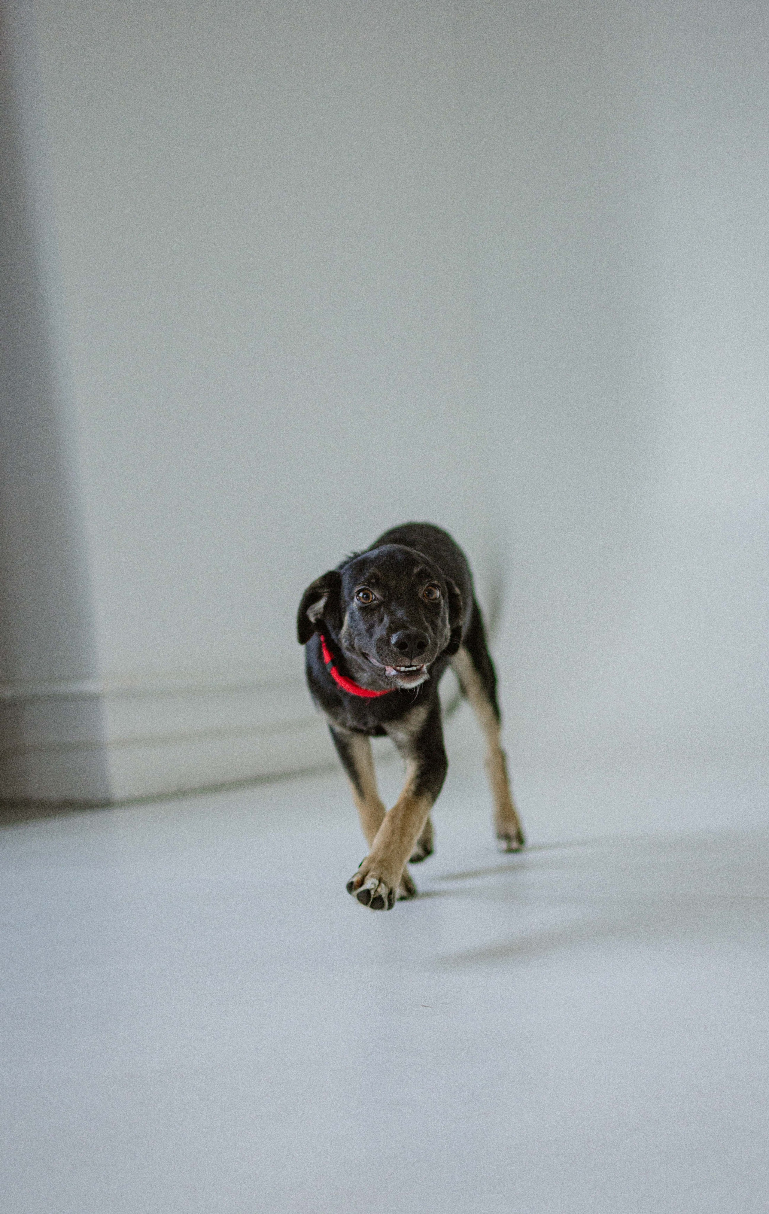 Крис и Тэдди. Фотограф-анималист в Москве Лера Черноног