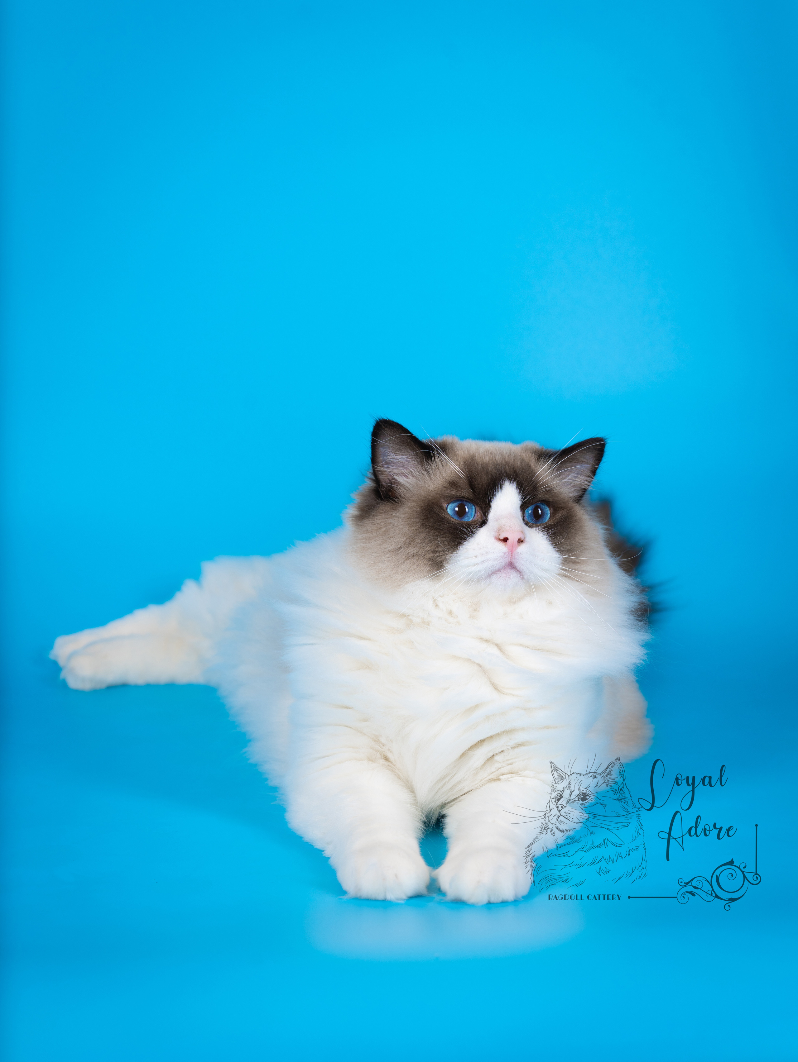 Коты производители Loyal Adore. Питомник рэгдолл Loyal Adore