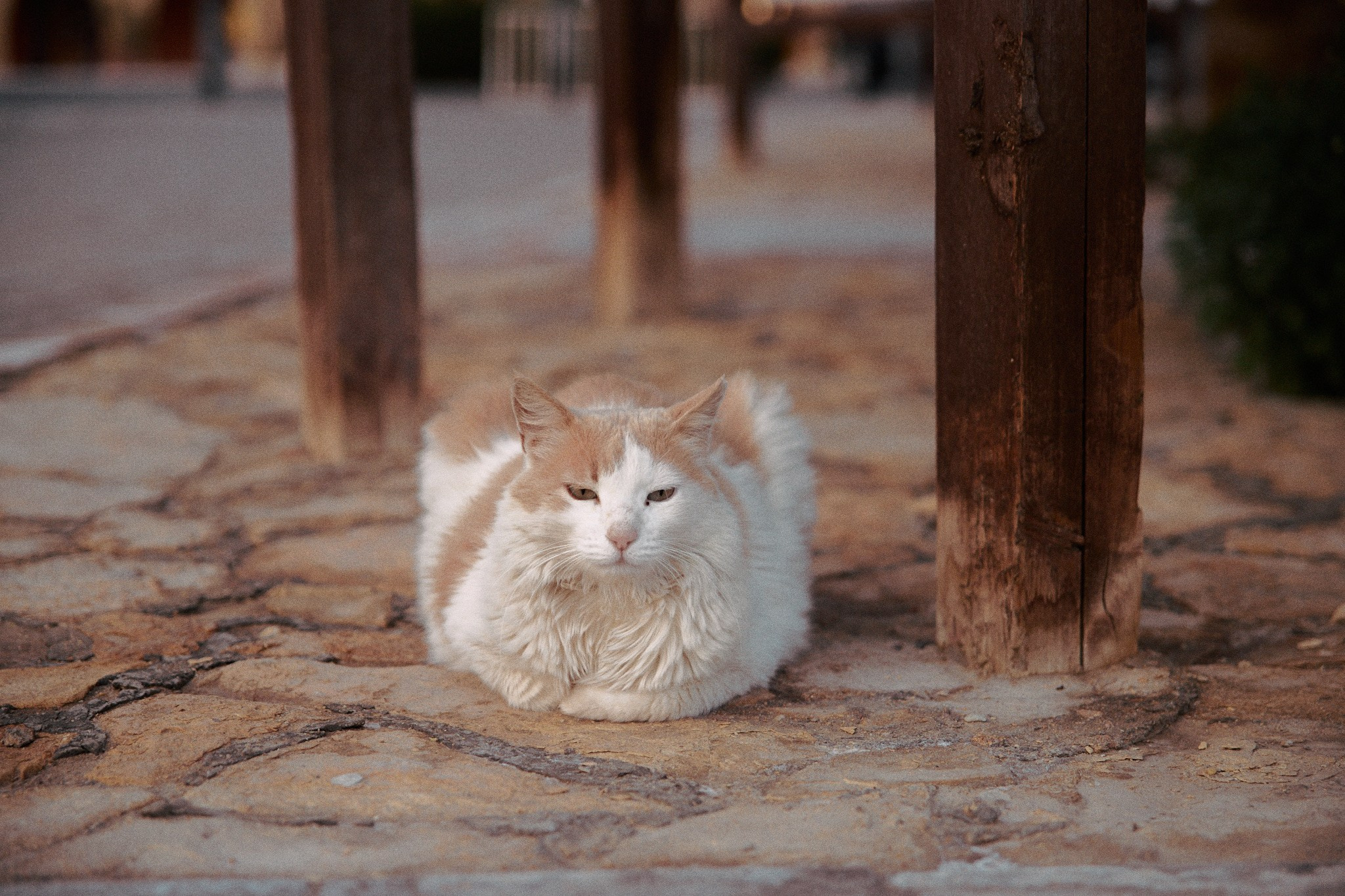 Улица горизонтальная. Jorgis — фотограф в Хургаде / обучение фотографии
