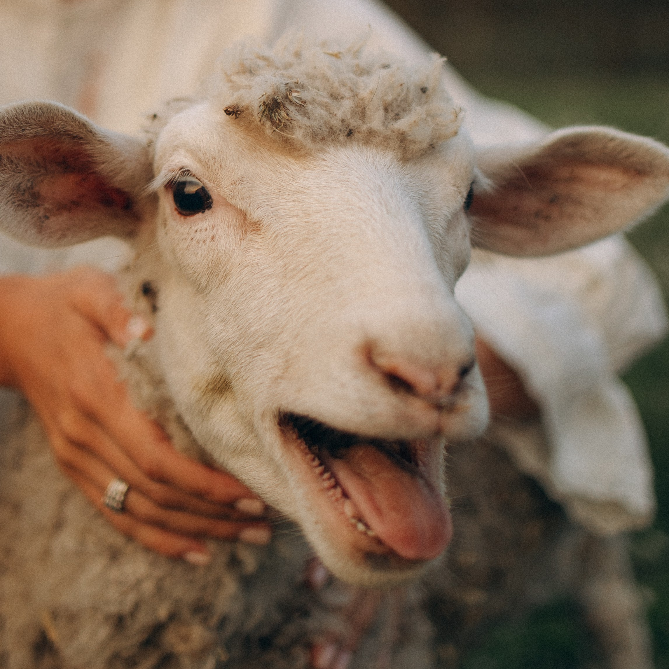 Семейная. Фотораф — анималист Мария Шистка