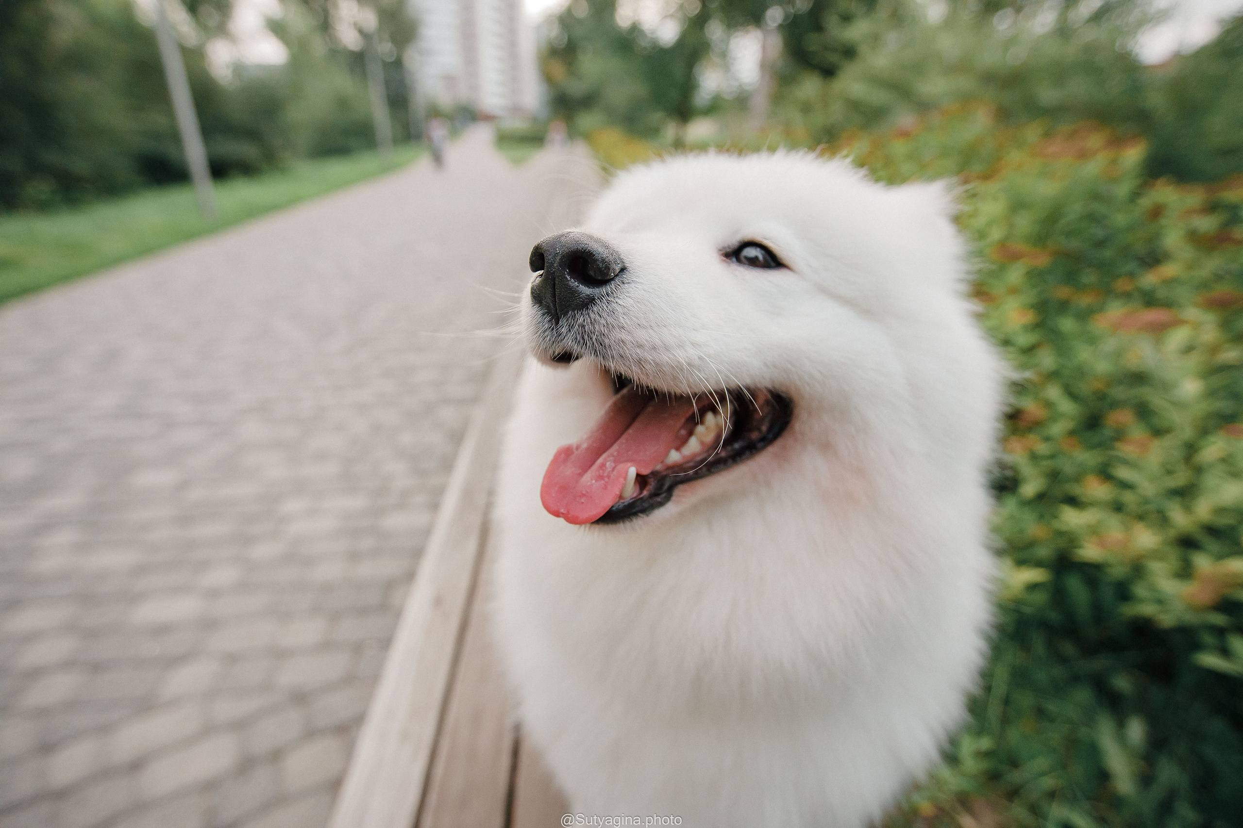 Самоед Рея. Свадебный и женский фотограф