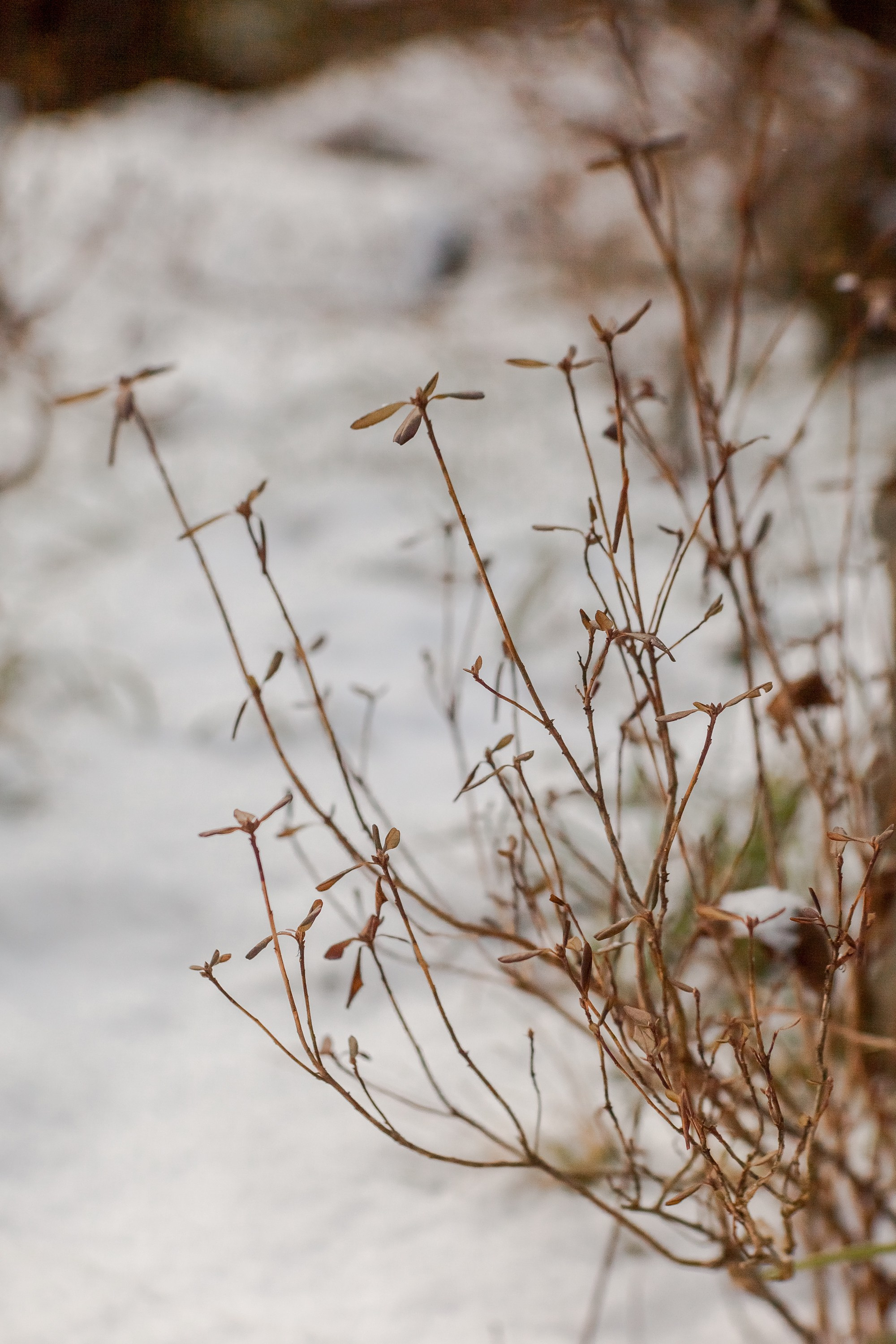 Спящий сад, Елены Асташкиной. Туманов Виталий — фотограф Москва