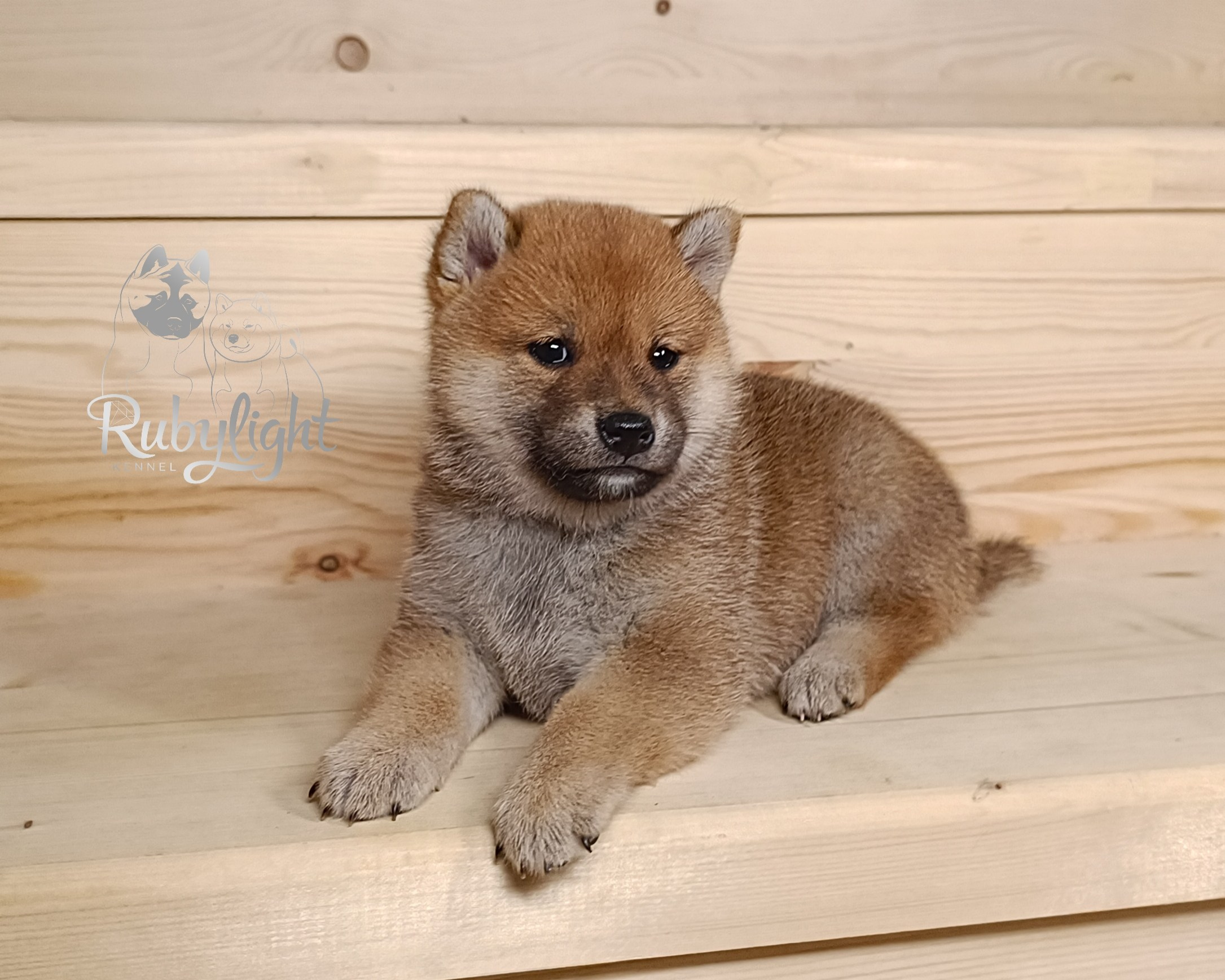 Сиба Rubylight Emma питомник Рубилайт 