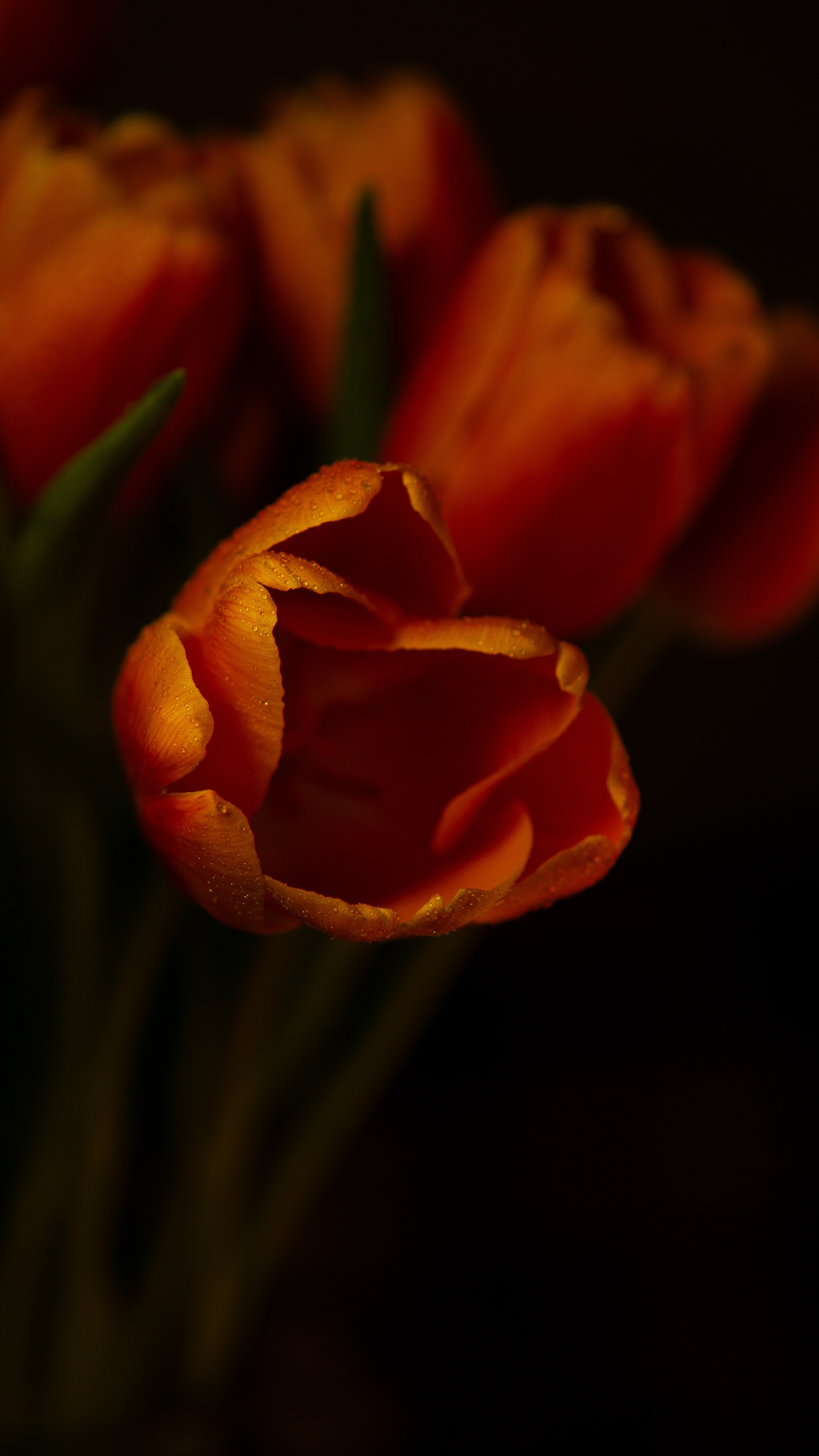 Цветы и свет. Фотограф в Москве Юлия Першина