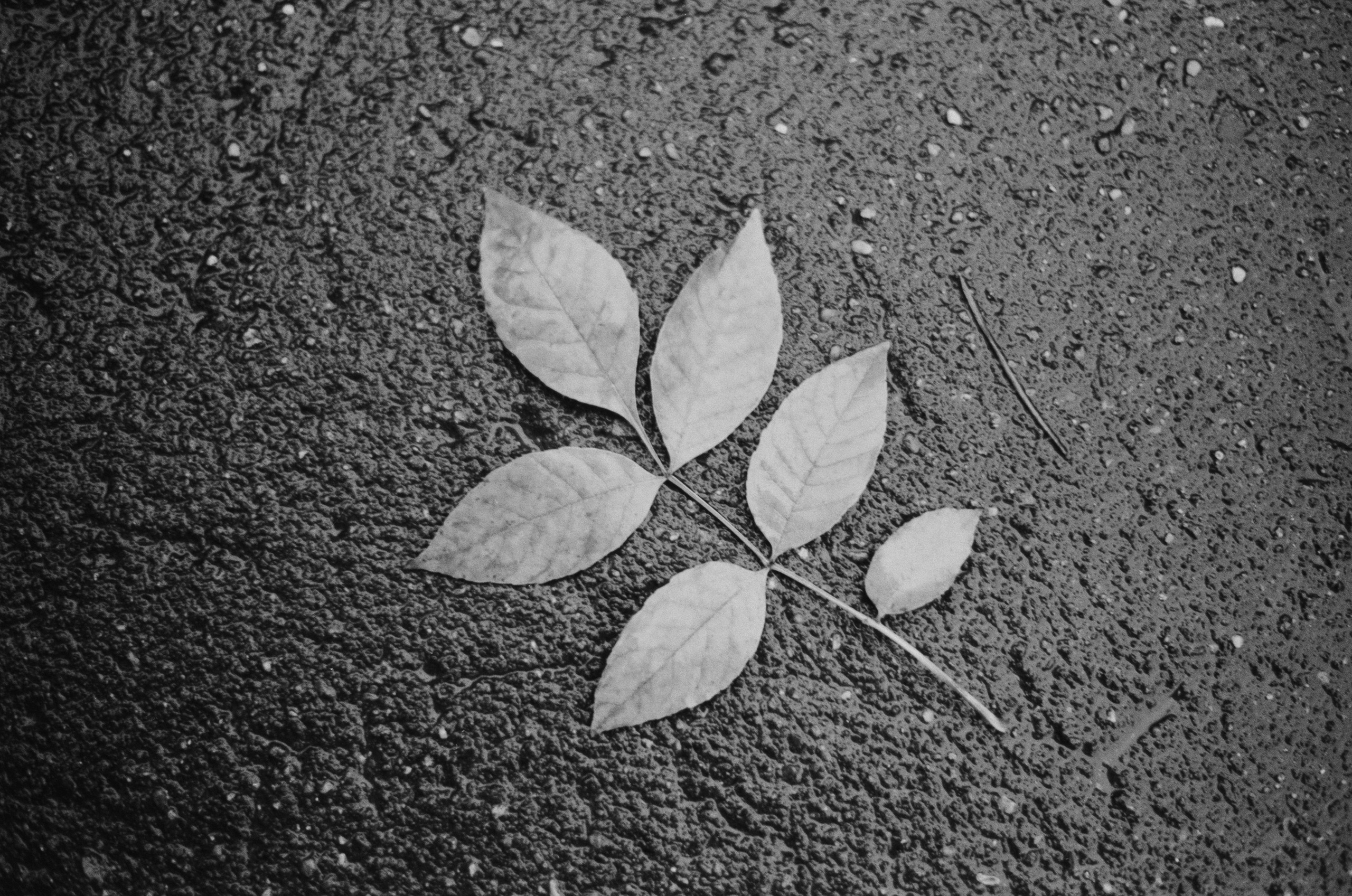 Black dog petersburg // st.-petersburg. EVER EXPOSED