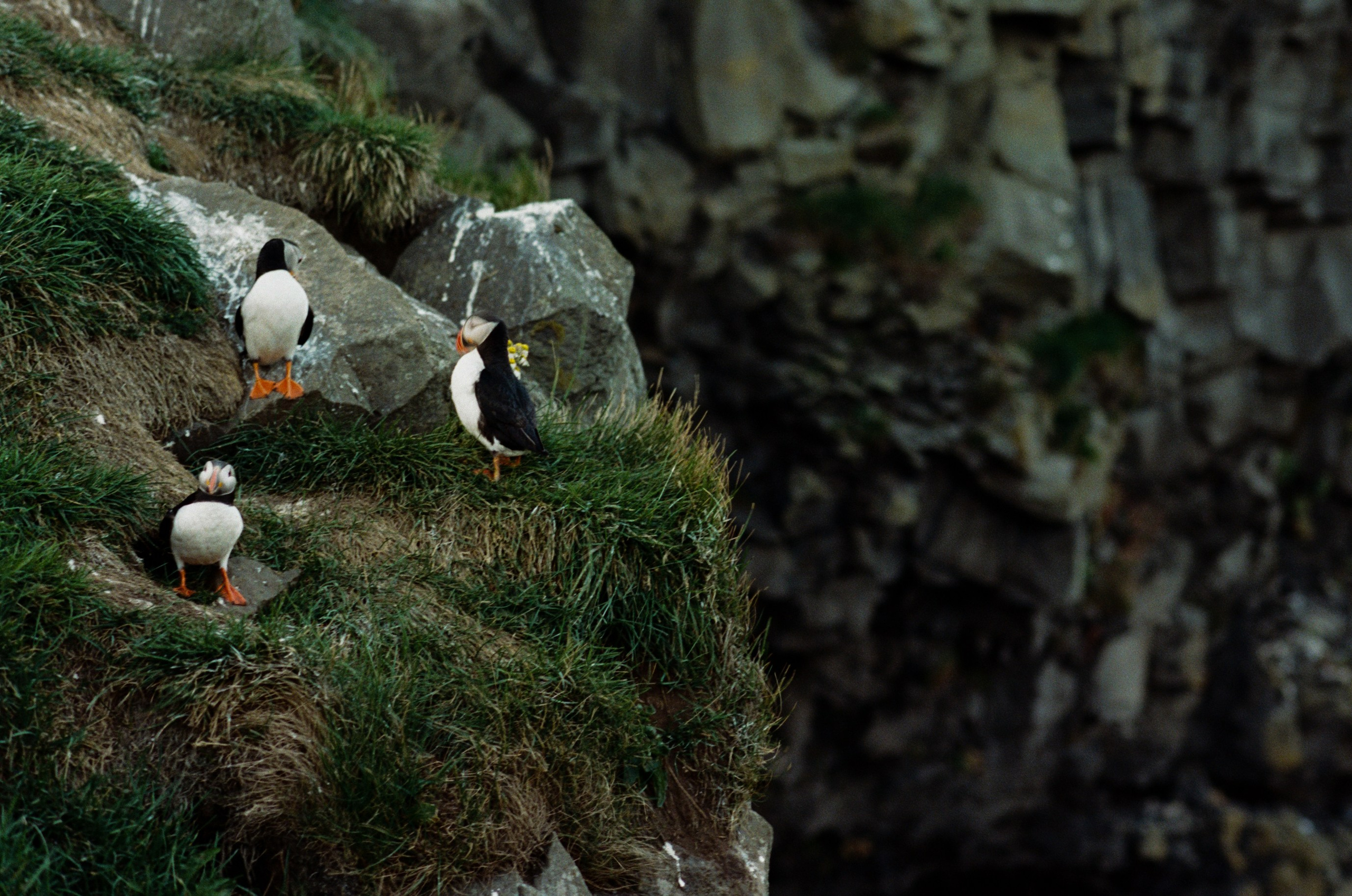 I of the storm // iceland, dyrhólaey. EVER EXPOSED