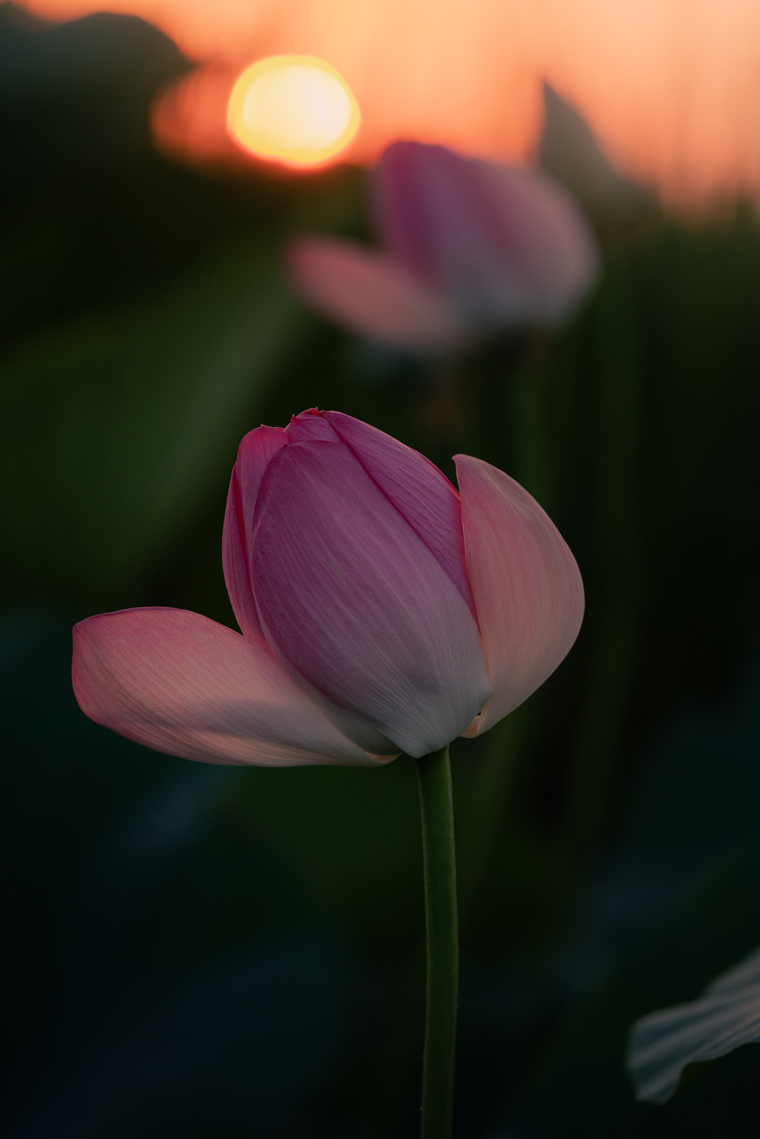 Астраханская область 2025 | Фотограф Дмитрий Купрацевич. Дмитрий Купрацевич профессиональный пейзажный и travel-фотограф