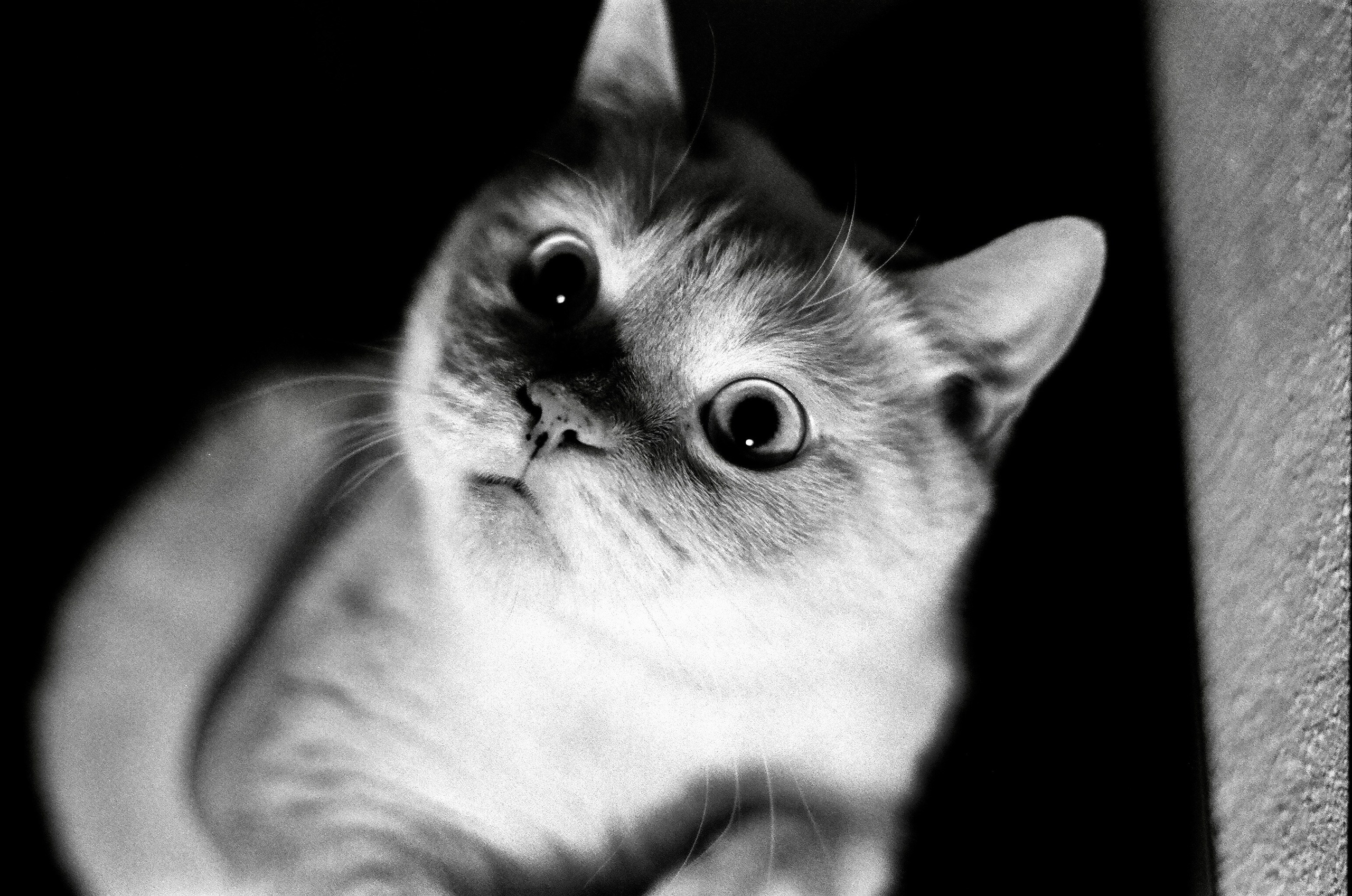 Film. Ruslan UI Dev Page