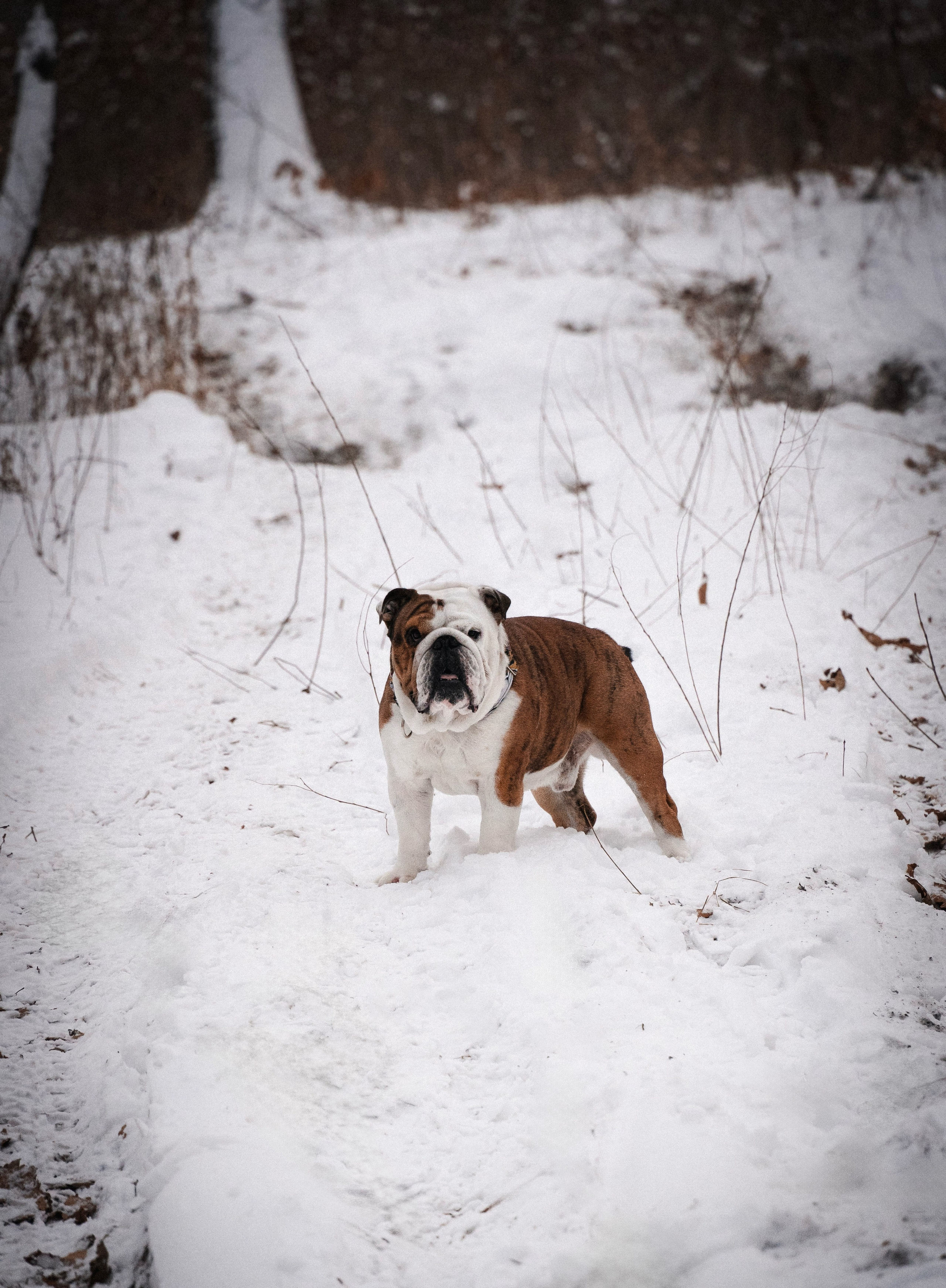 Зимняя история. Семейный фотограф анималист г. Находка