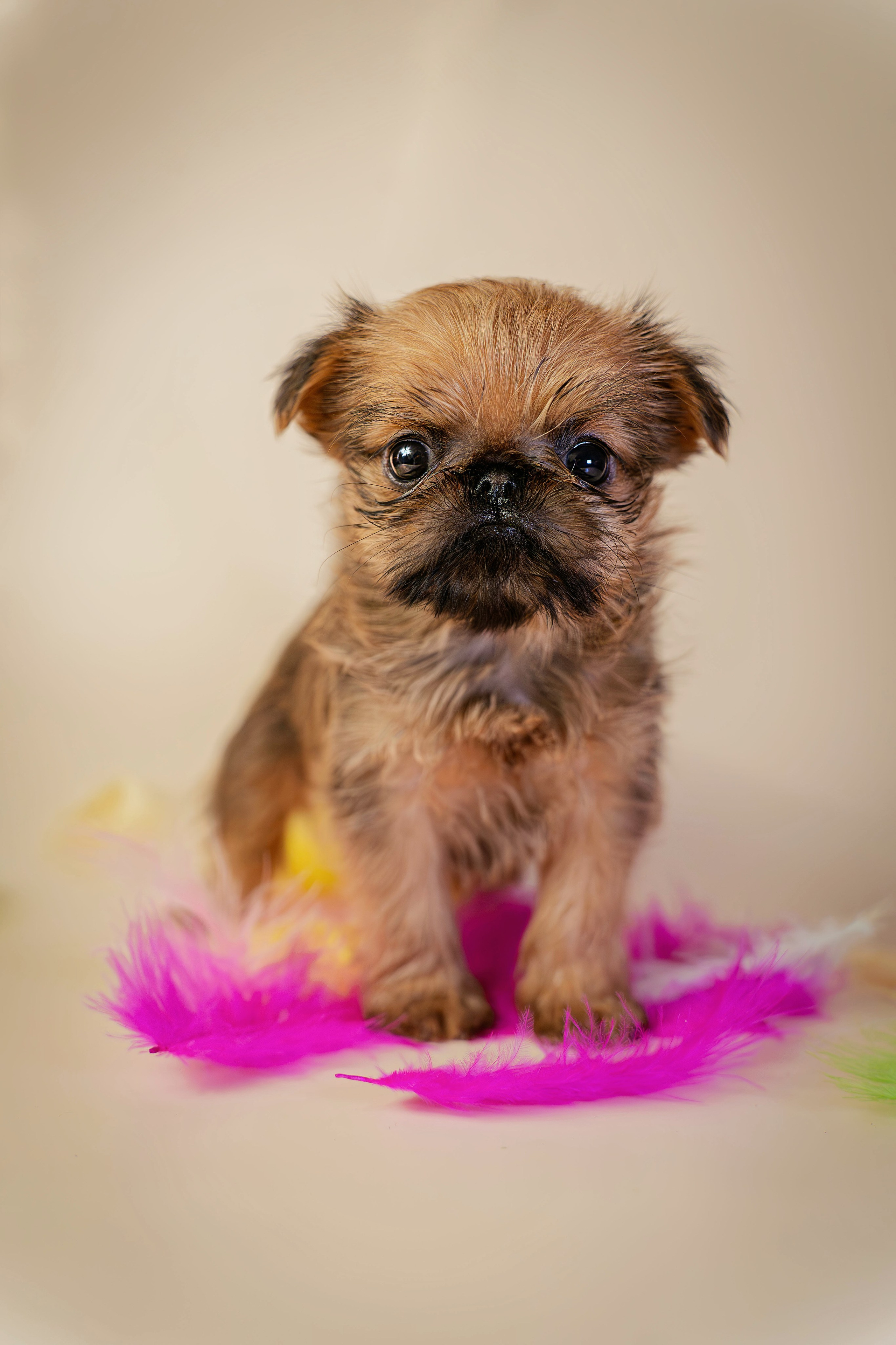 Щенки. Семейный фотограф анималист г. Находка