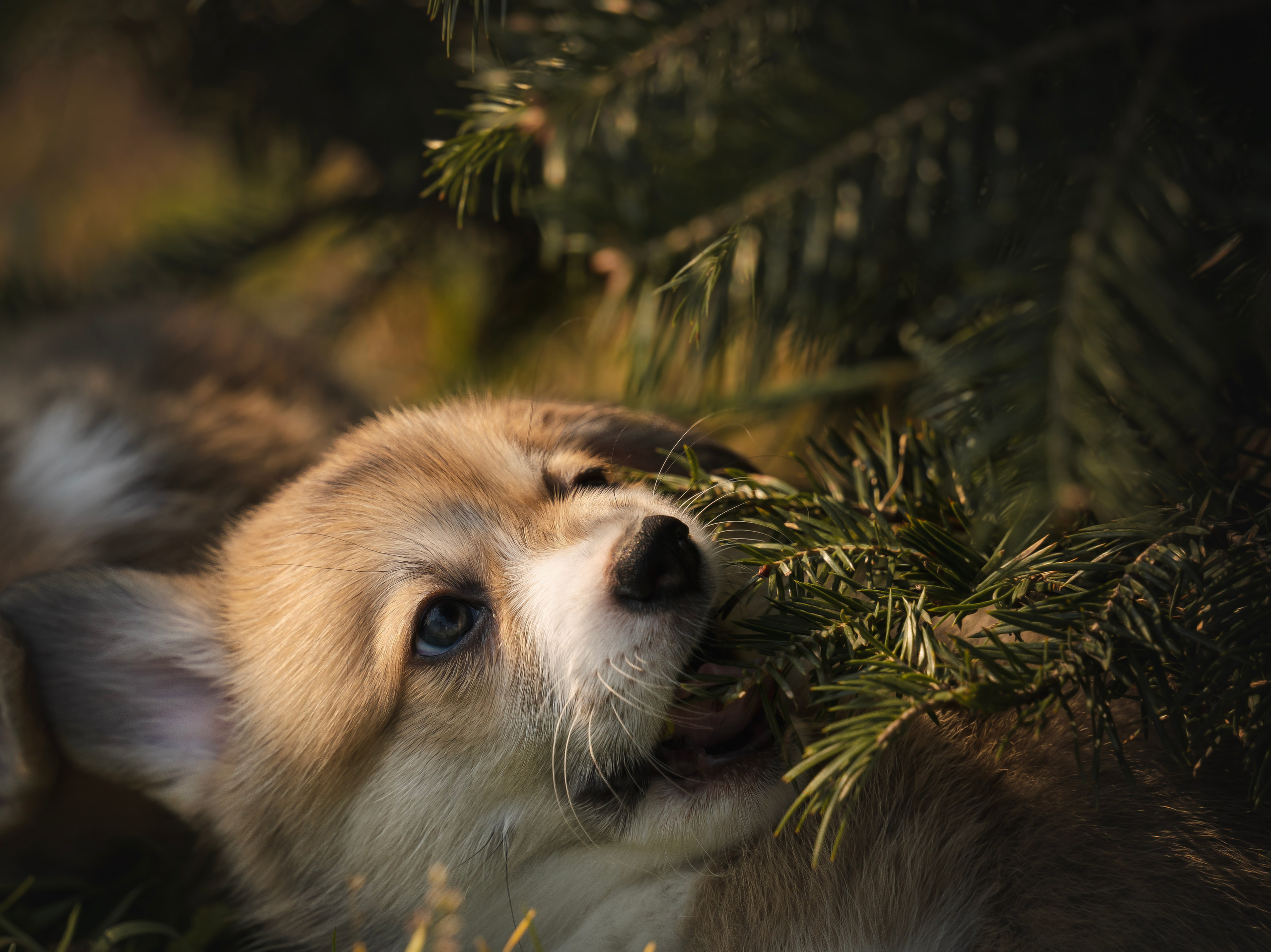 Щенки. Семейный фотограф анималист г. Находка