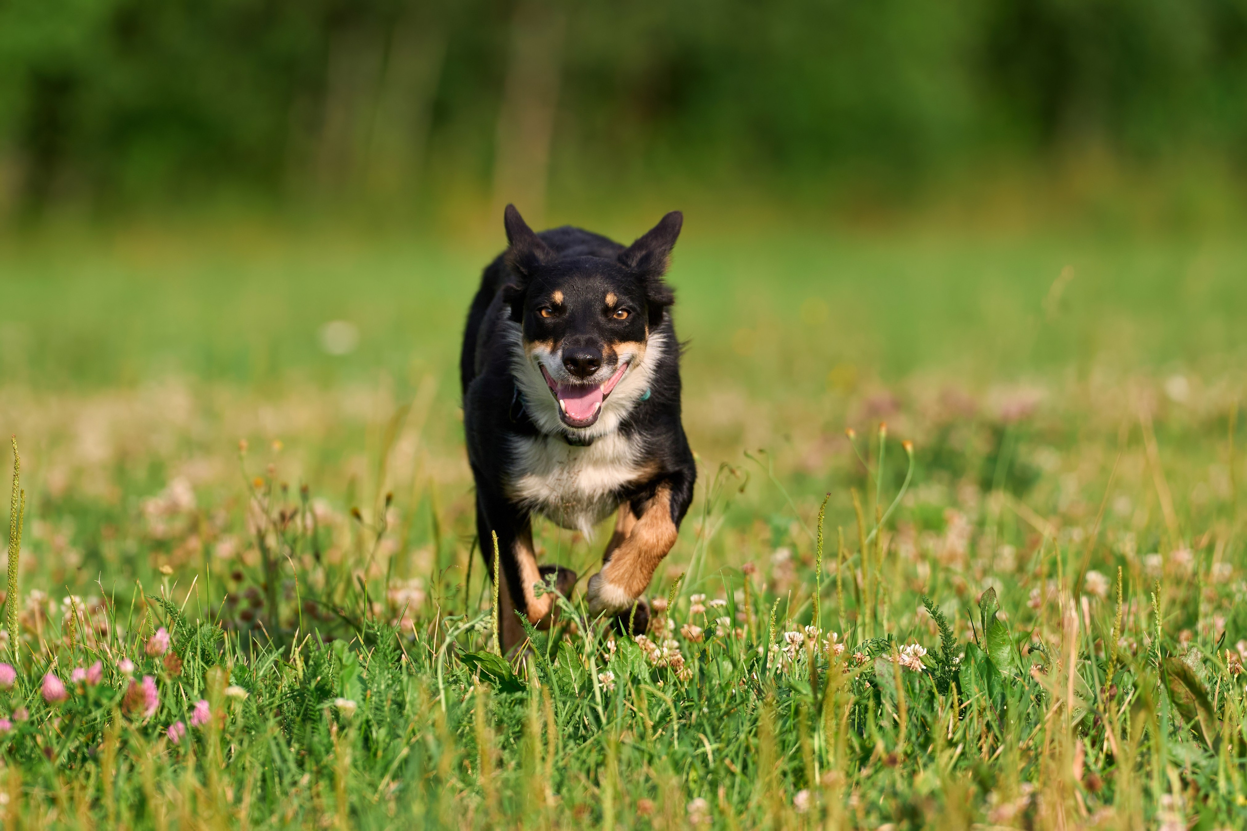 Тренировка по курсингу в Донино. Фотограф-анималист Михаил Манухин