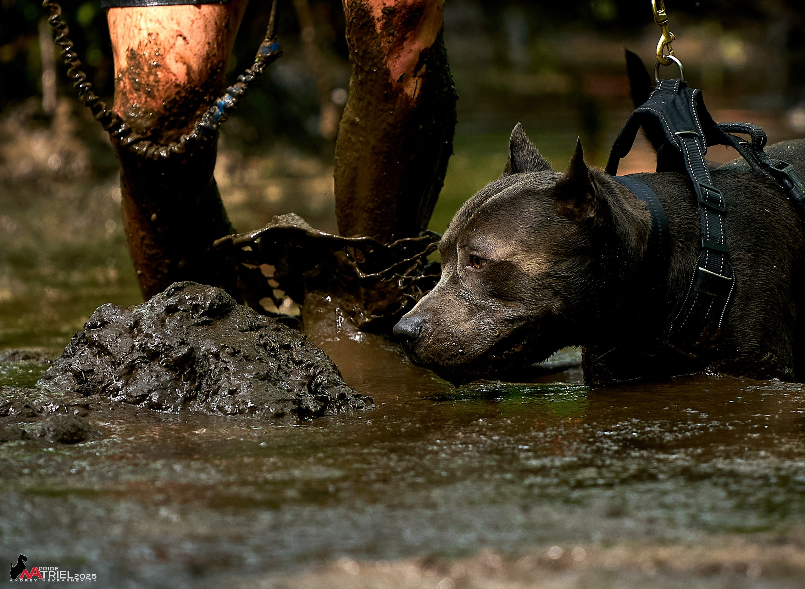 Russian Extreme Dog Trail — 2025