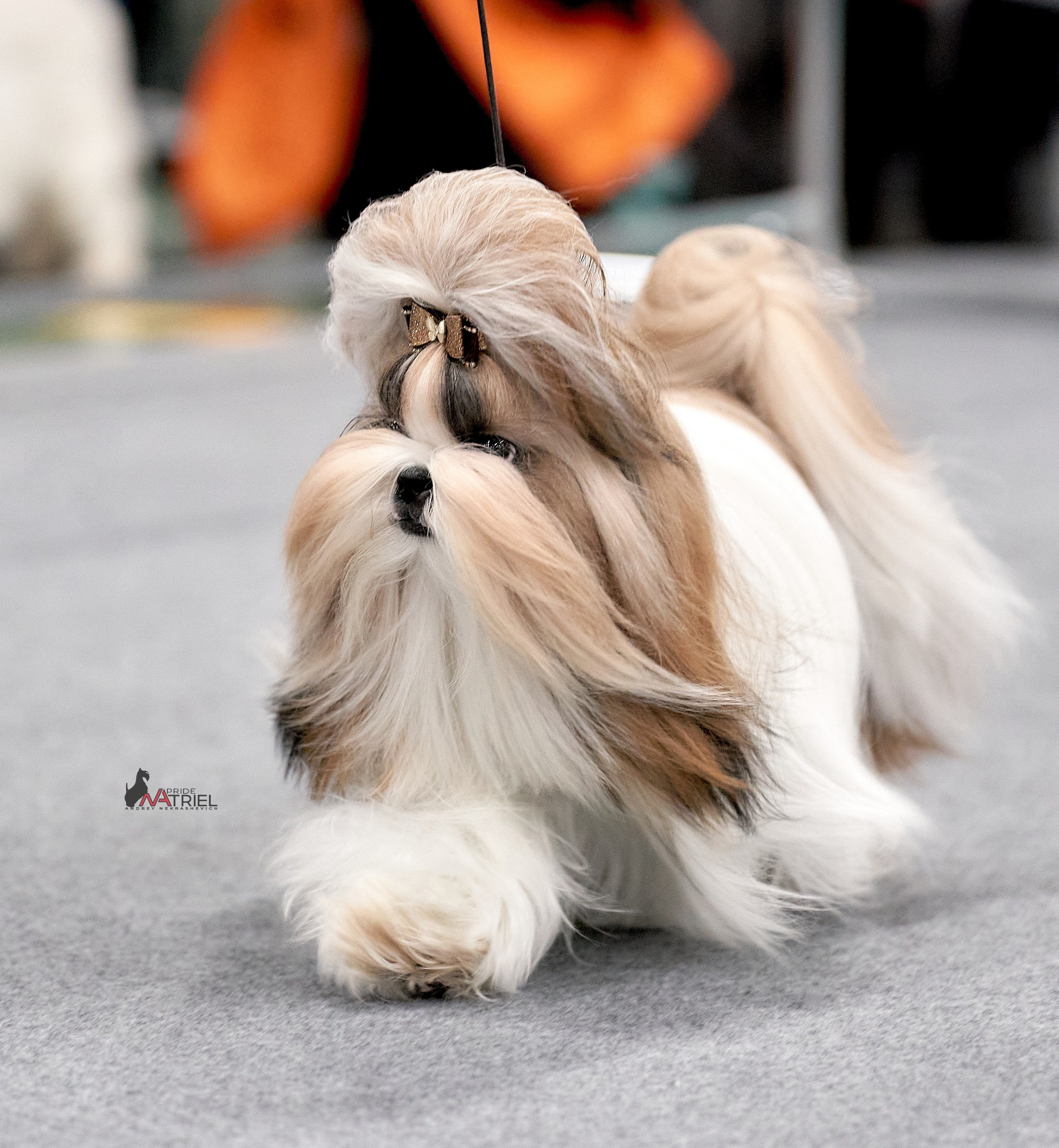 Работа в рингах — галерея NATRIEL