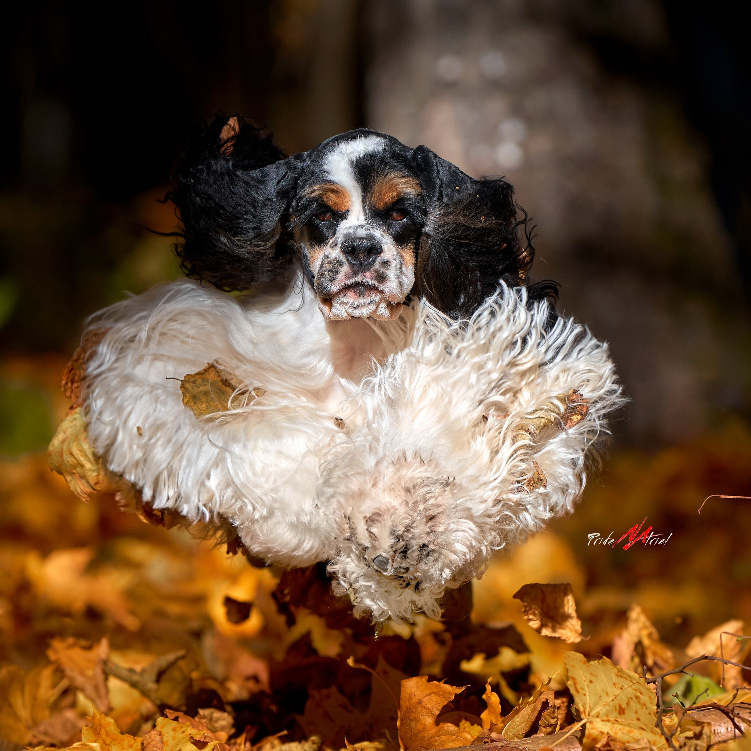 Портреты собак — галерея NATRIEL