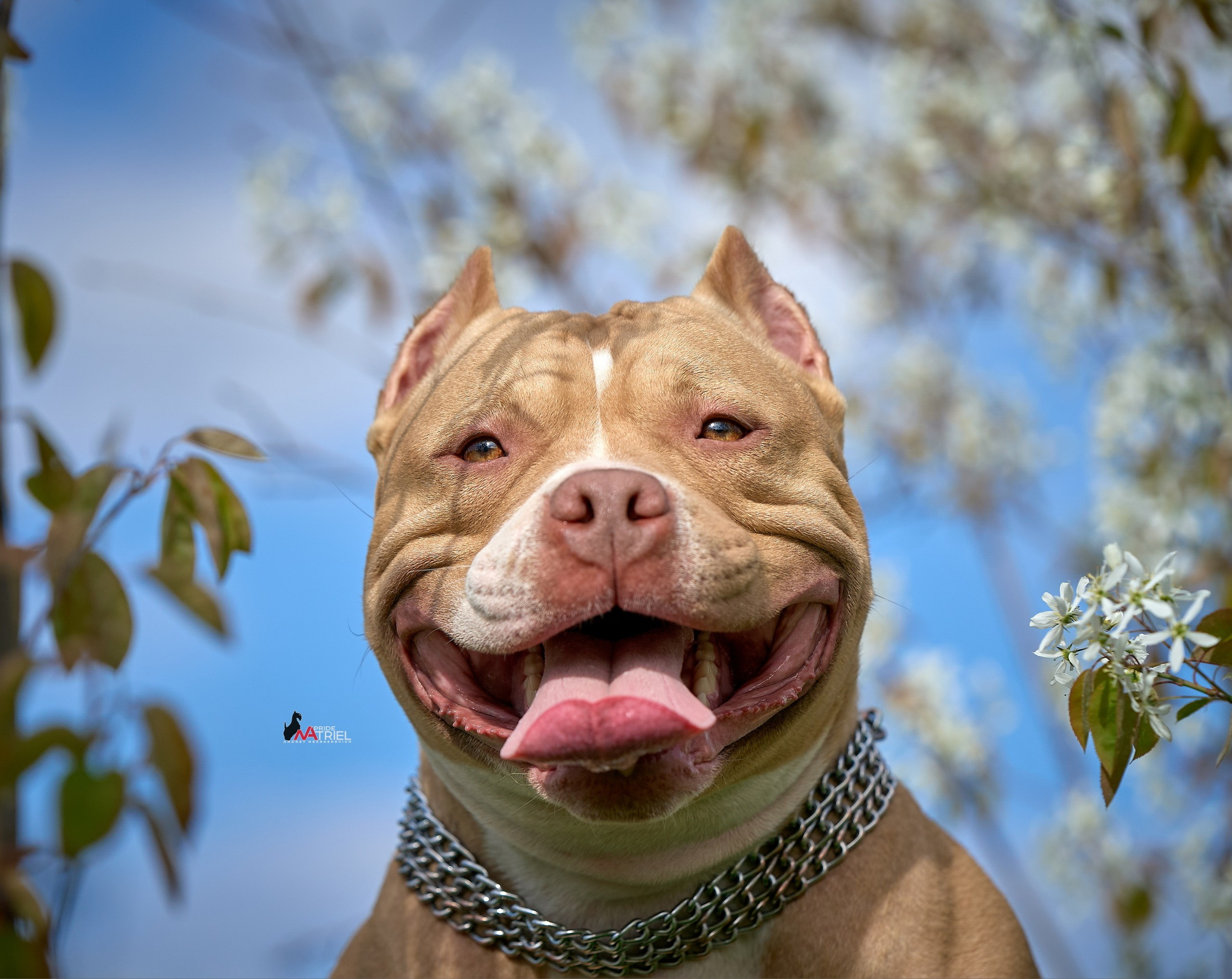 Портреты собак — галерея NATRIEL