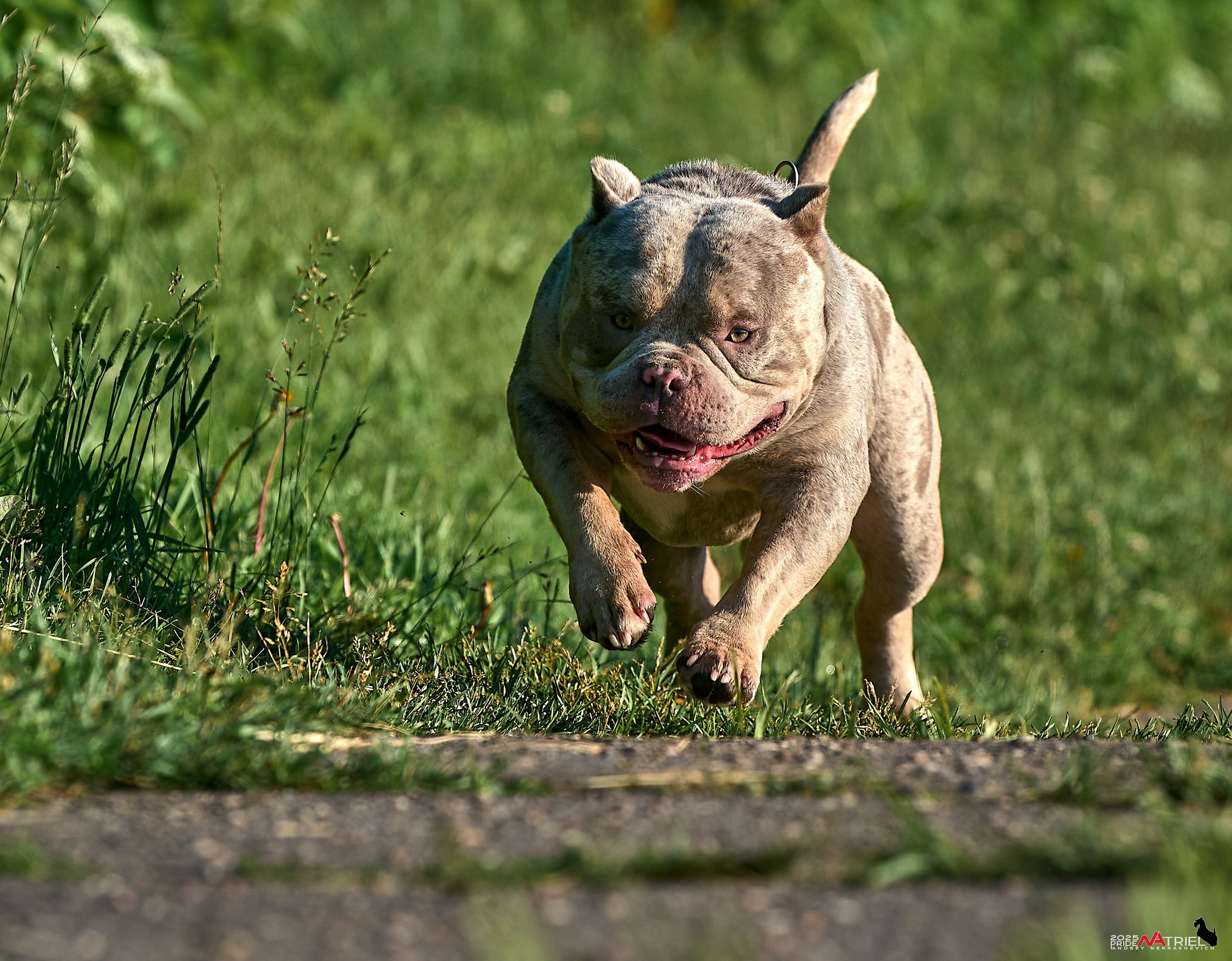 Съемка собак породы булли на природе