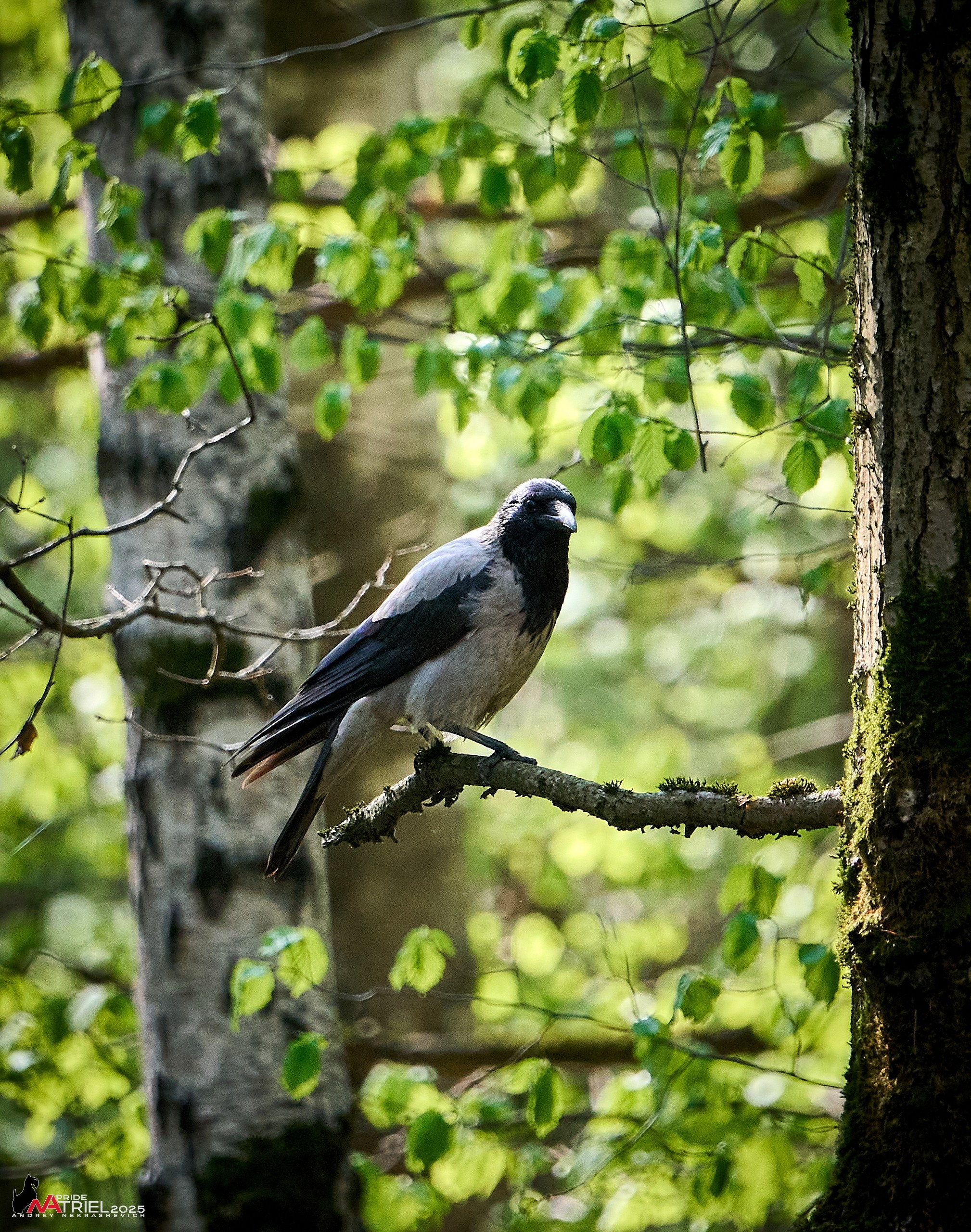 Съемка в майском лесу