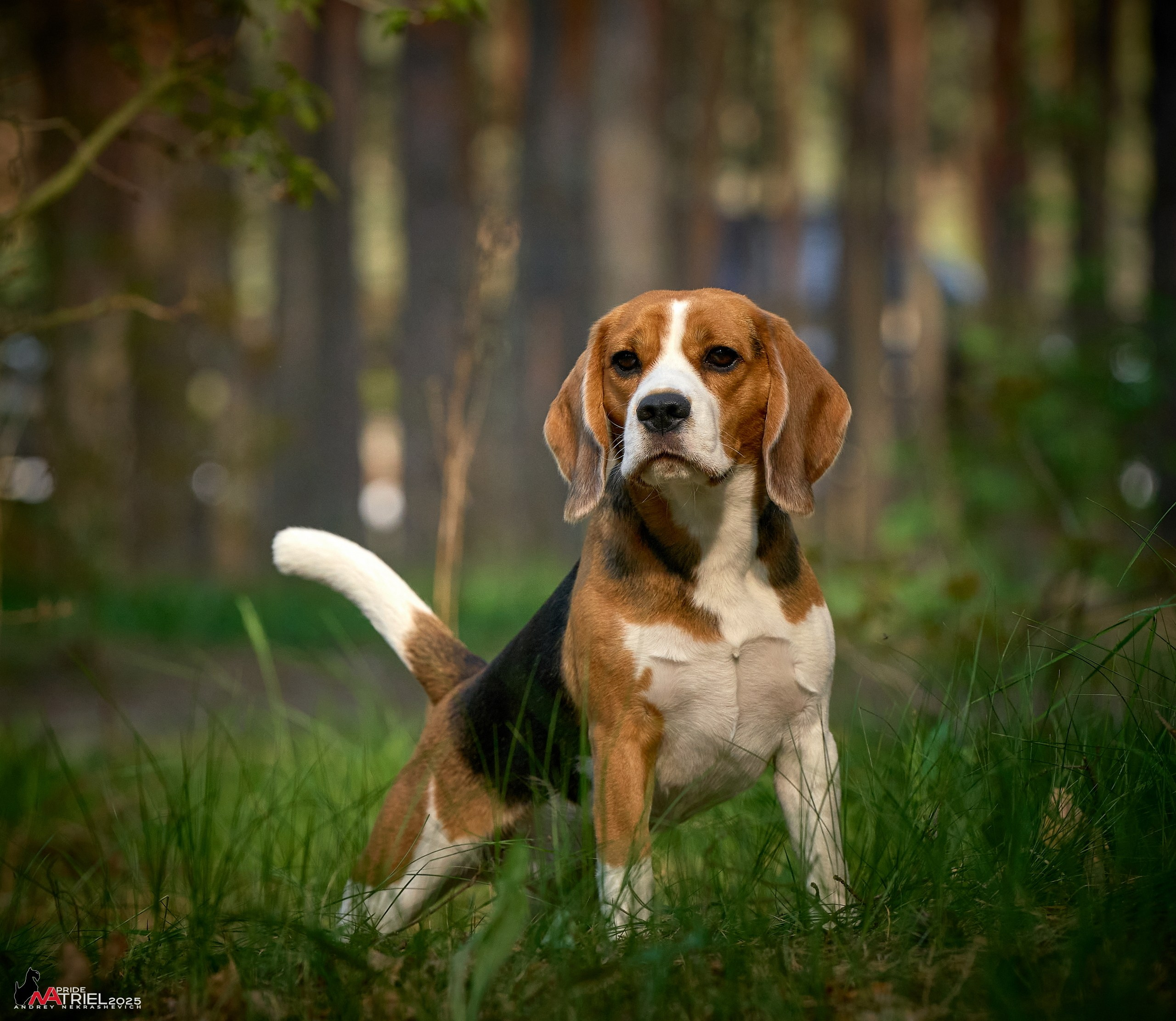 Выставка собак Суздаль-Владимир