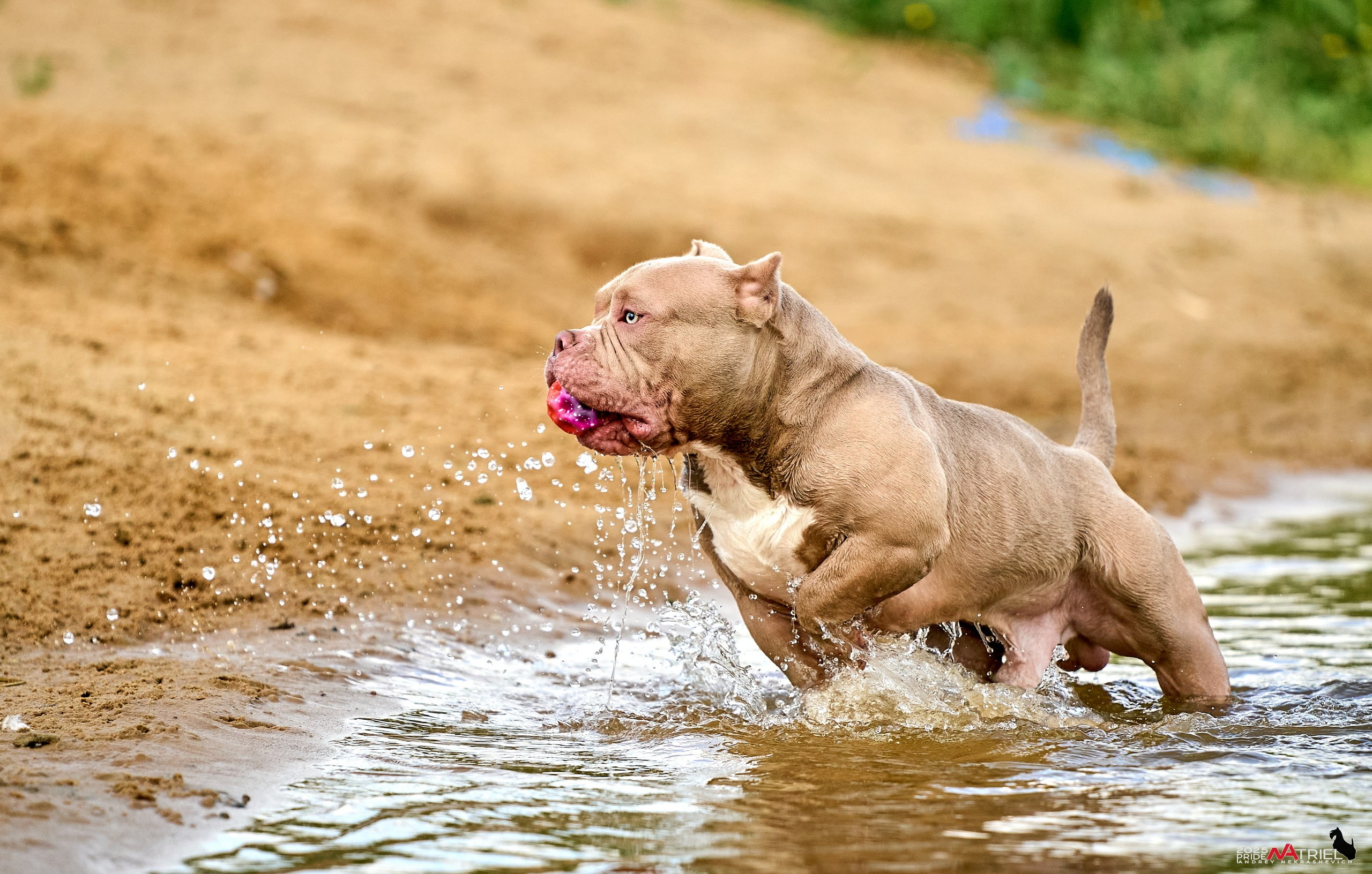 Съемка собак породы булли на природе