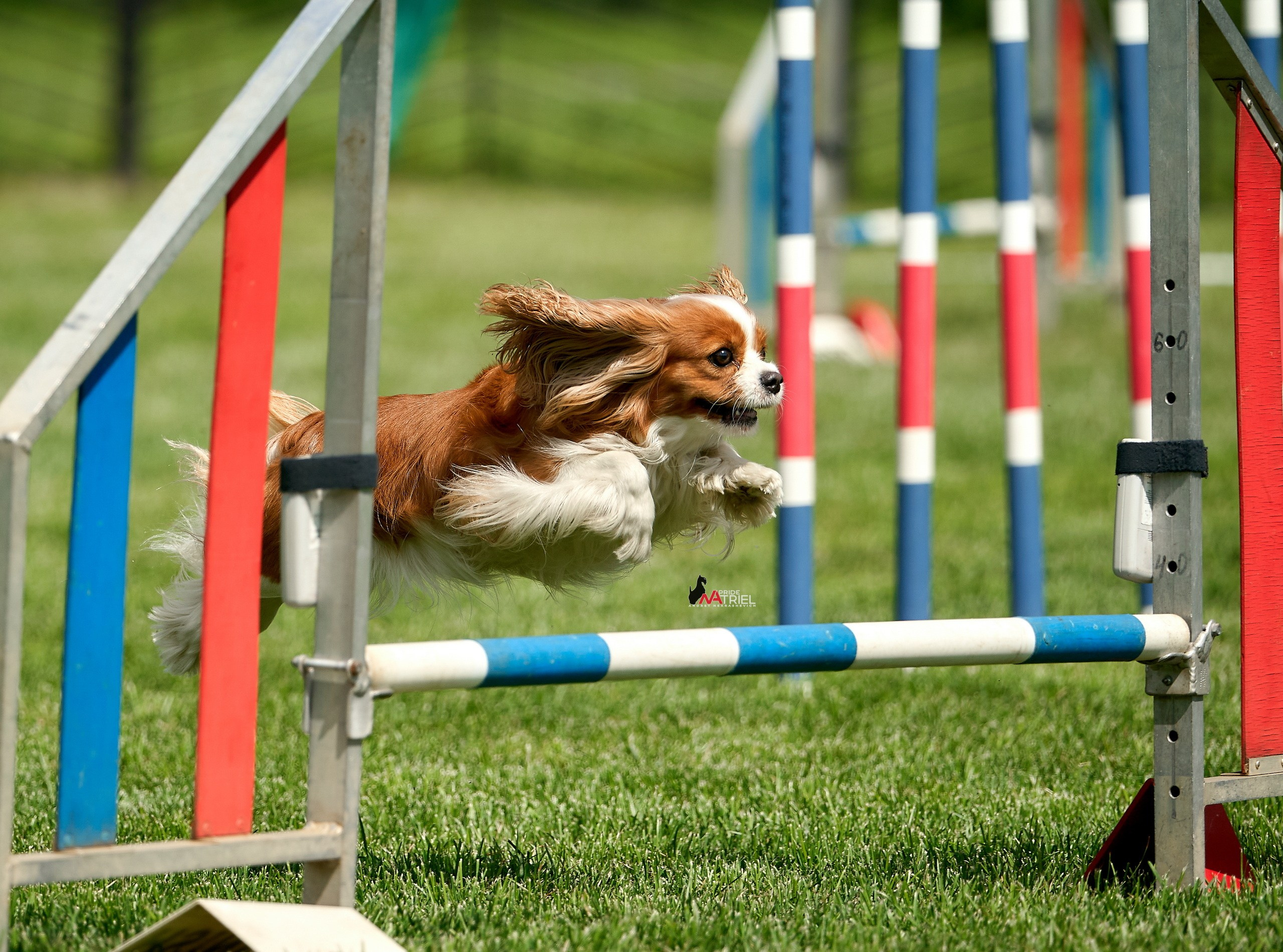 Аджилити — галерея NATRIEL
