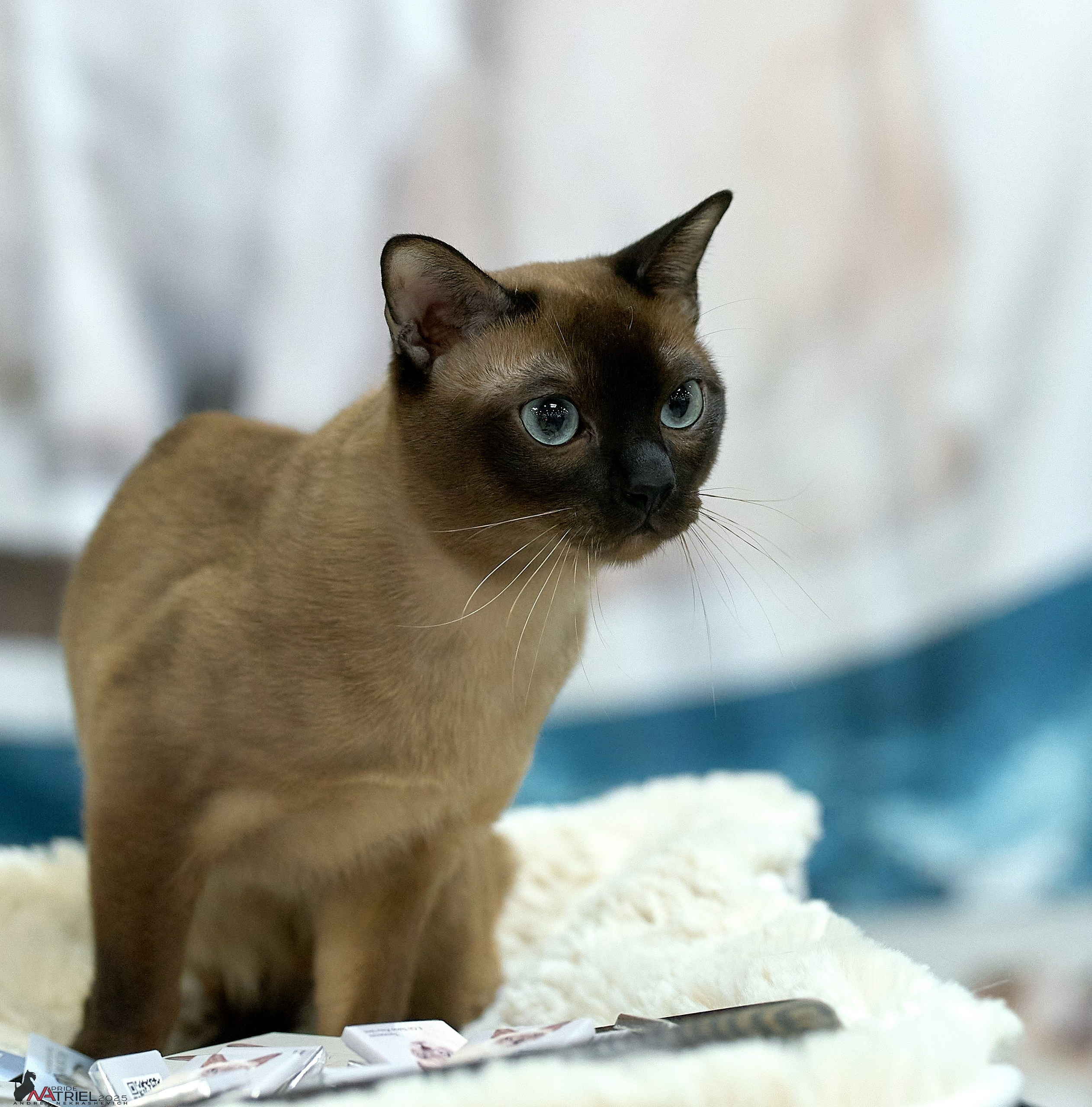 Репортаж с ЗООФЕСТ в Крокусе