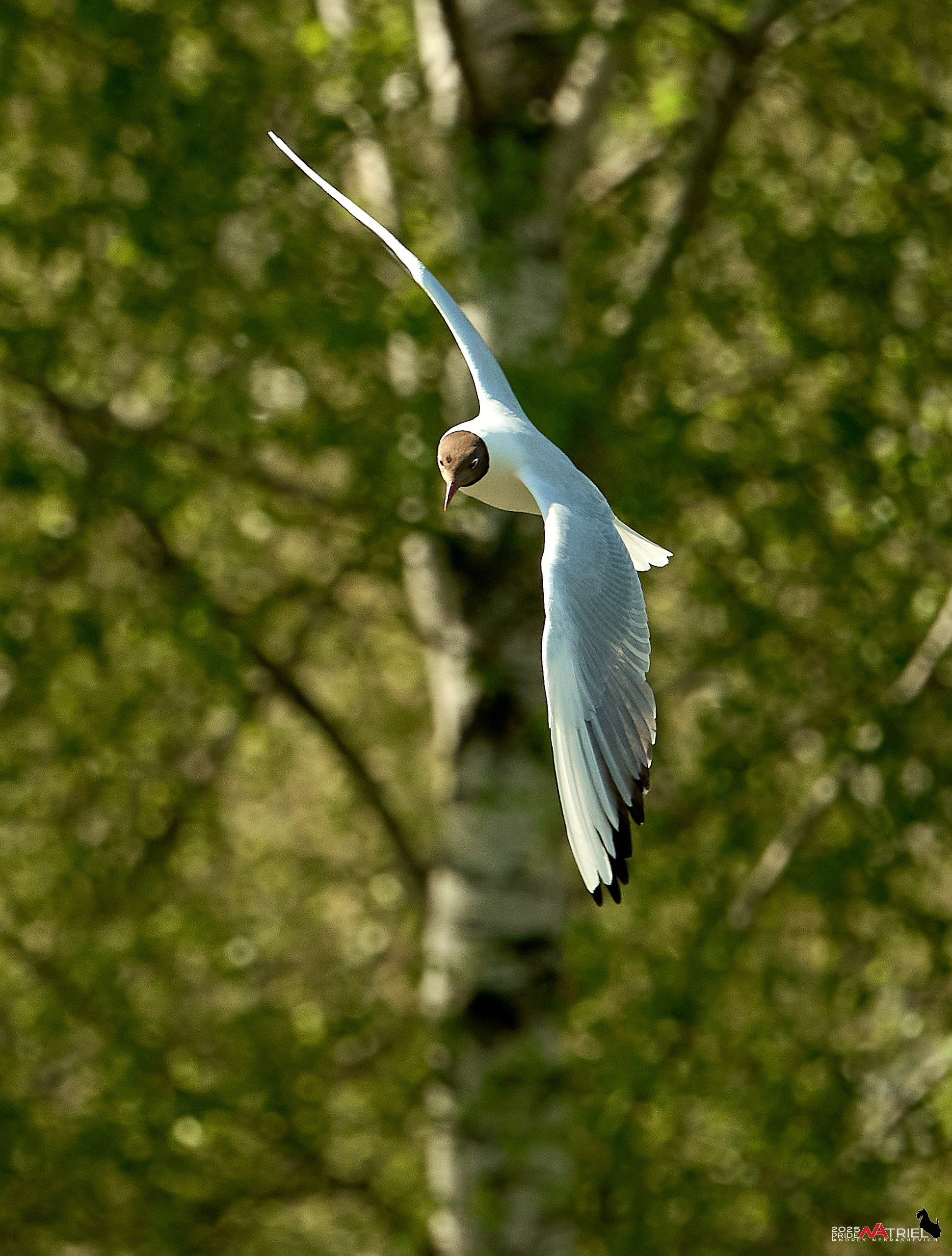 Птички и цветочки