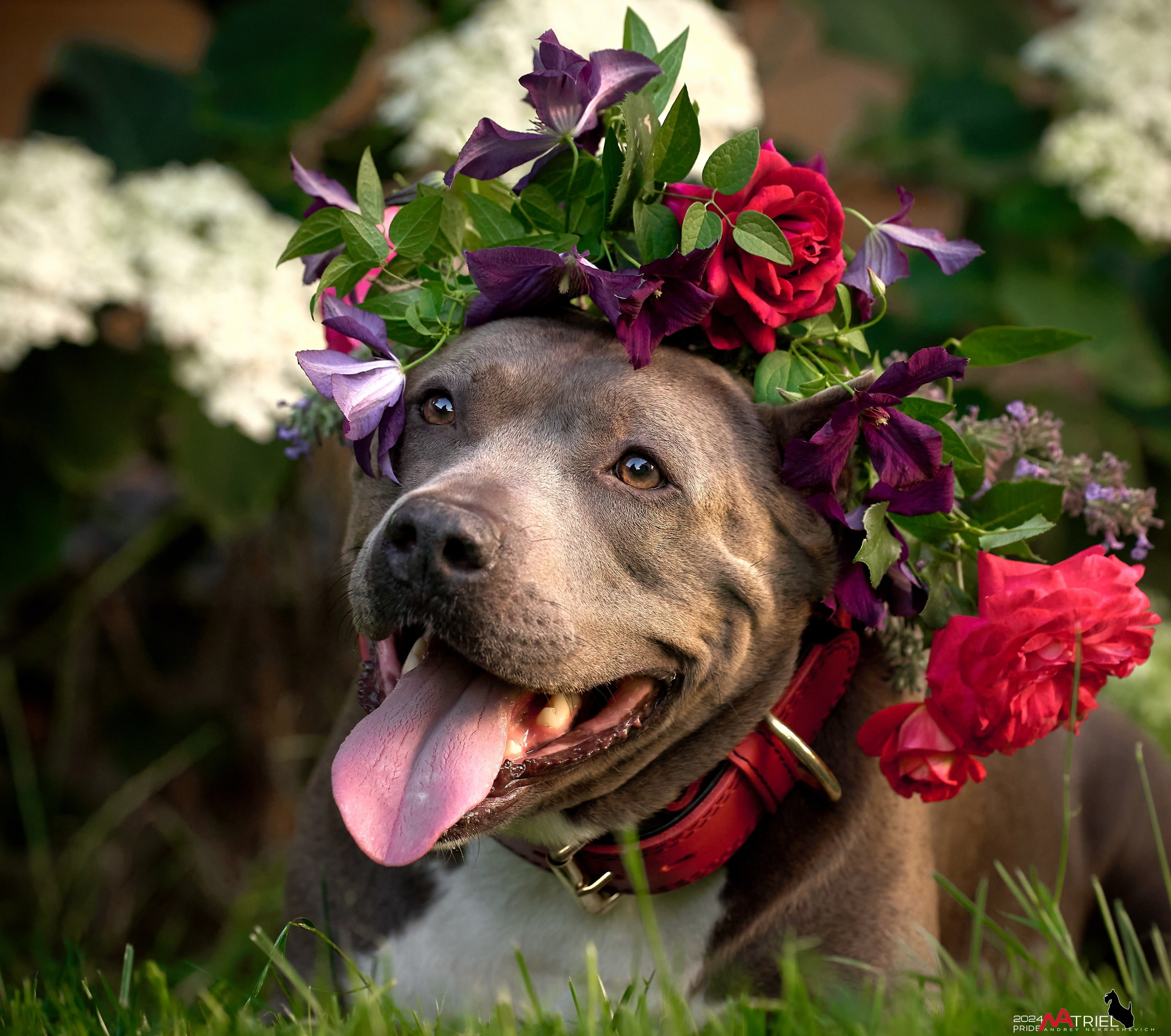 Съемка собак с выездом к Вам в дом