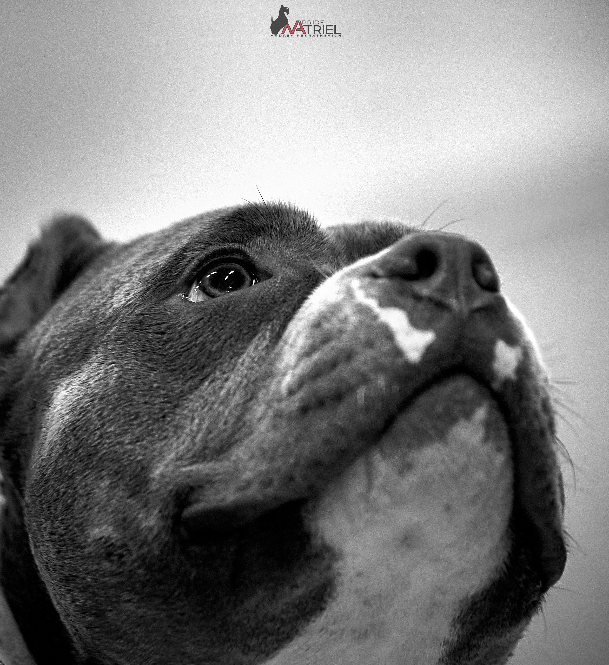 Портреты собак — галерея NATRIEL