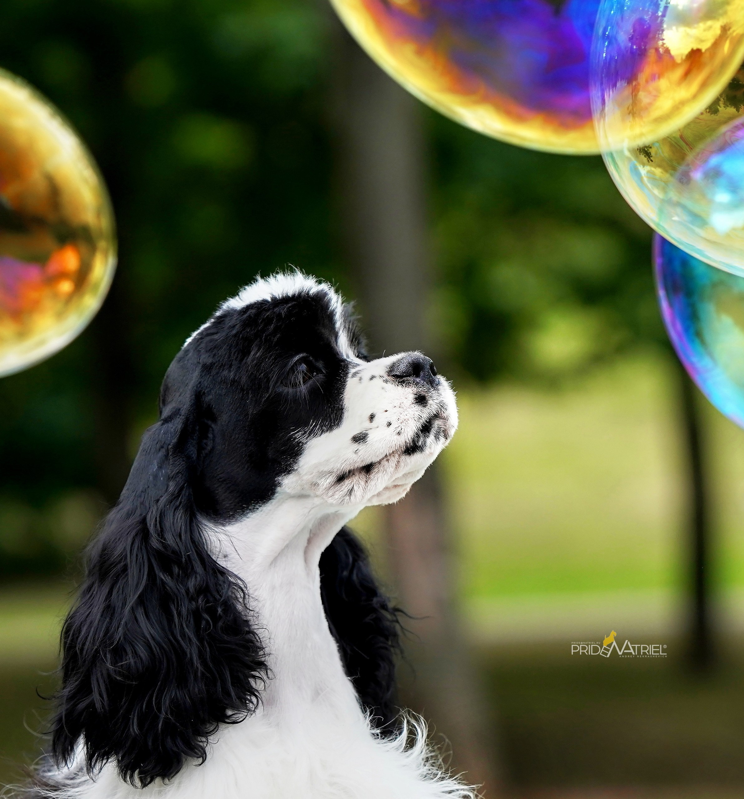 Портреты собак — галерея NATRIEL