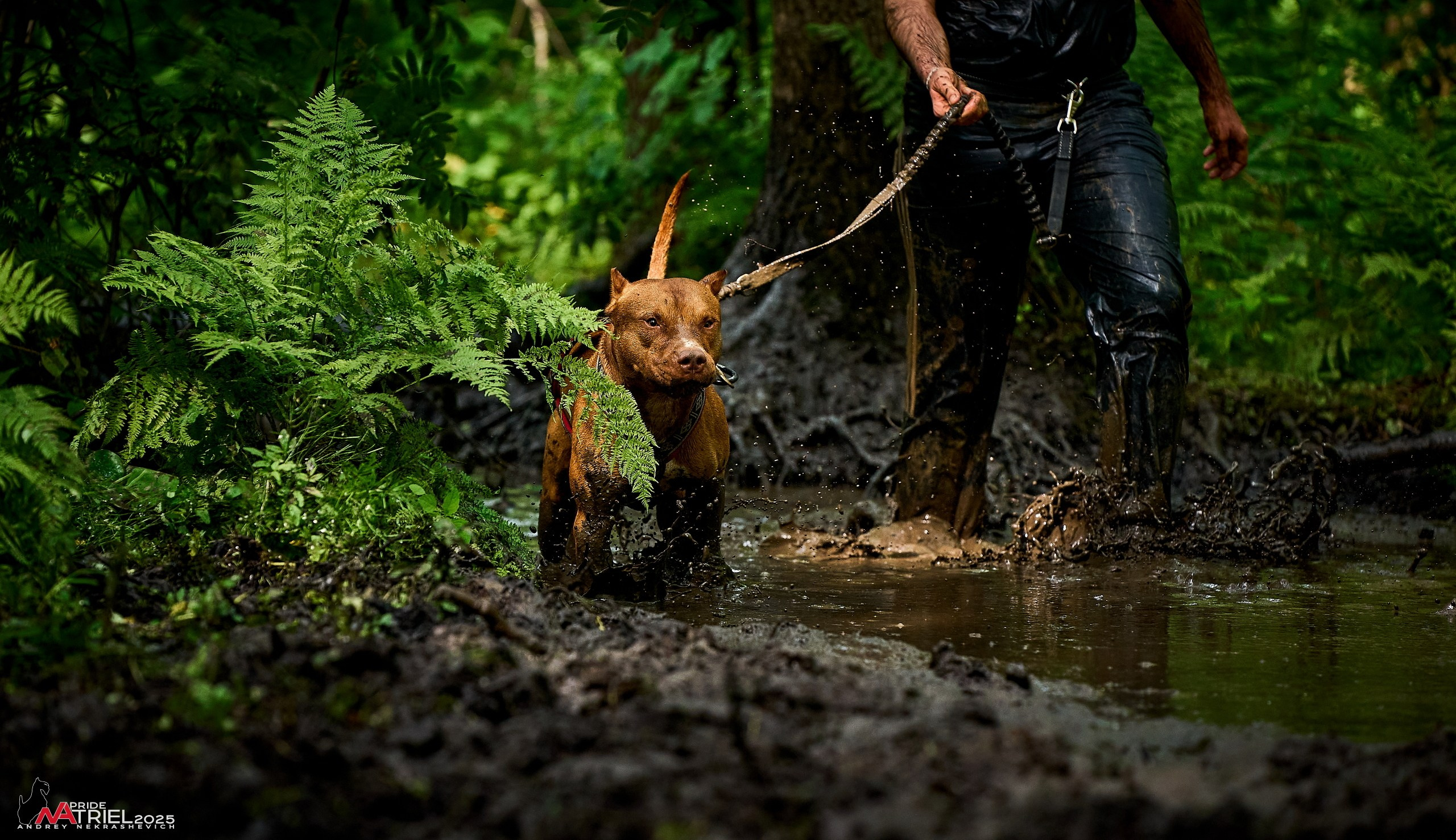 Russian Extreme Dog Trail — 2025